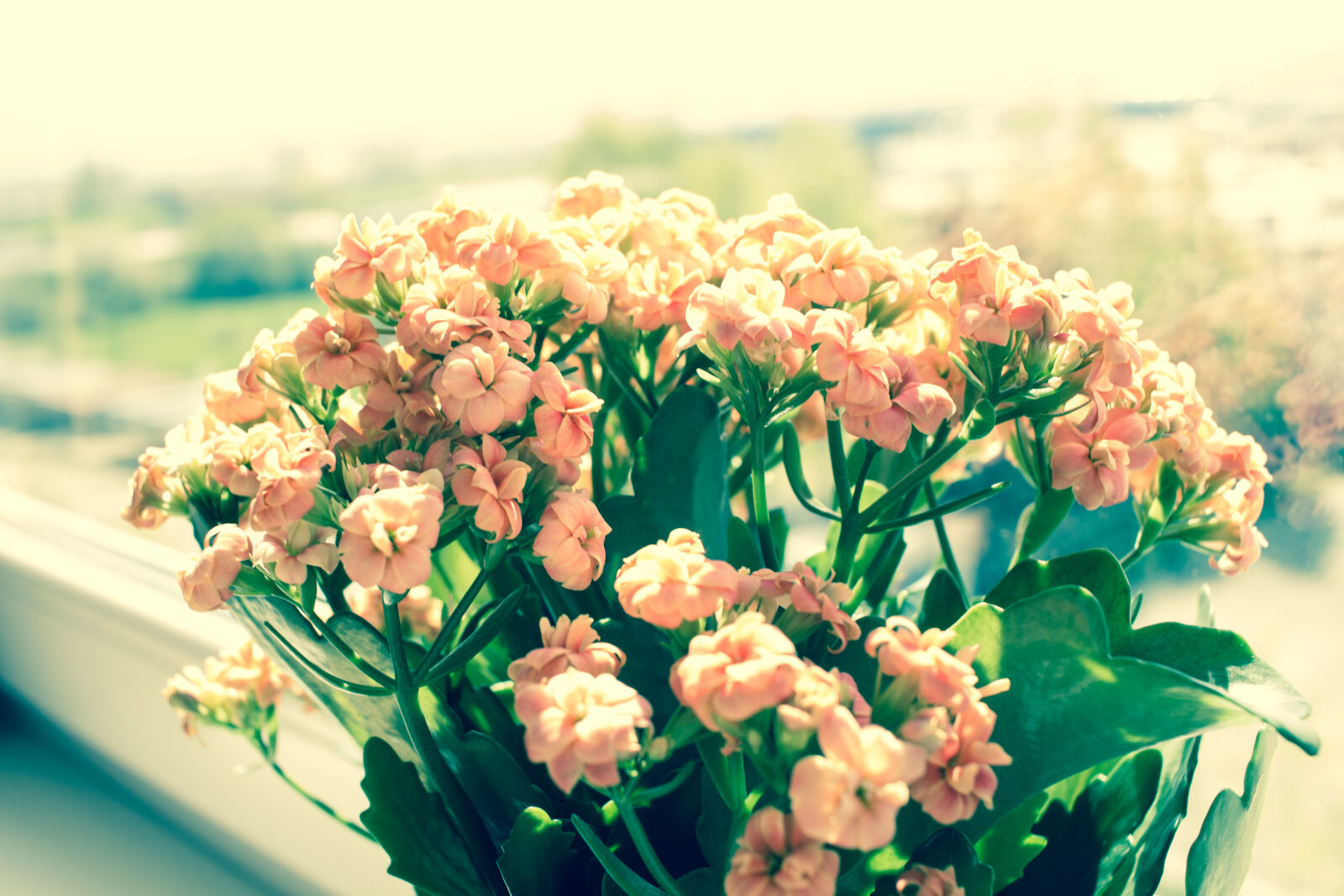 Canon EF-S 24mm F2.8 STM sample photo. Flowers, window photography