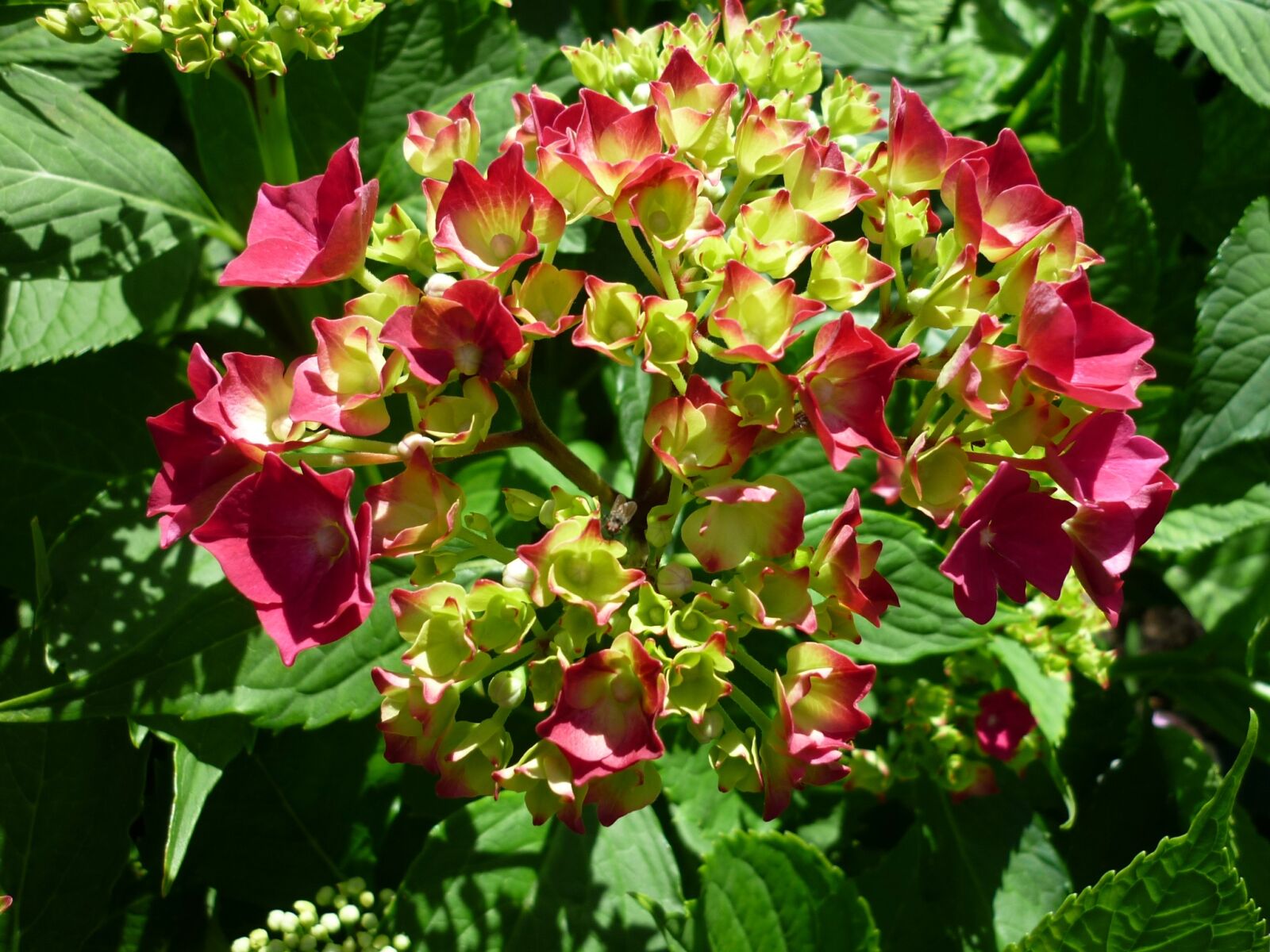 Panasonic Lumix DMC-FS6 sample photo. Hydrangea, shrub, flower garden photography