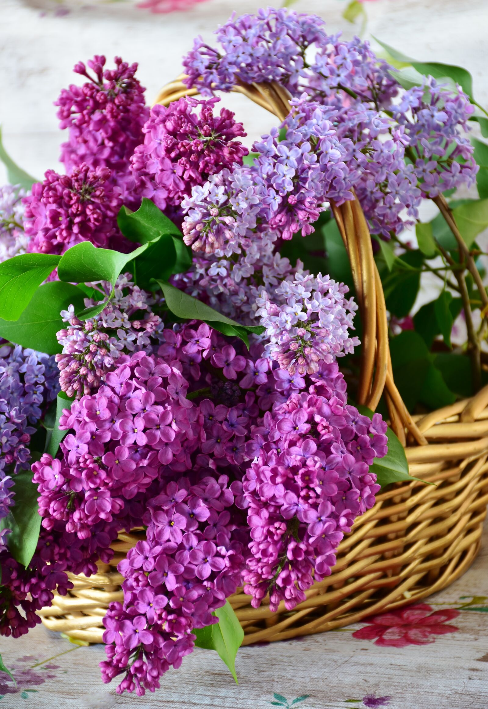 Nikon D7200 sample photo. Lilac, flower basket, flowers photography