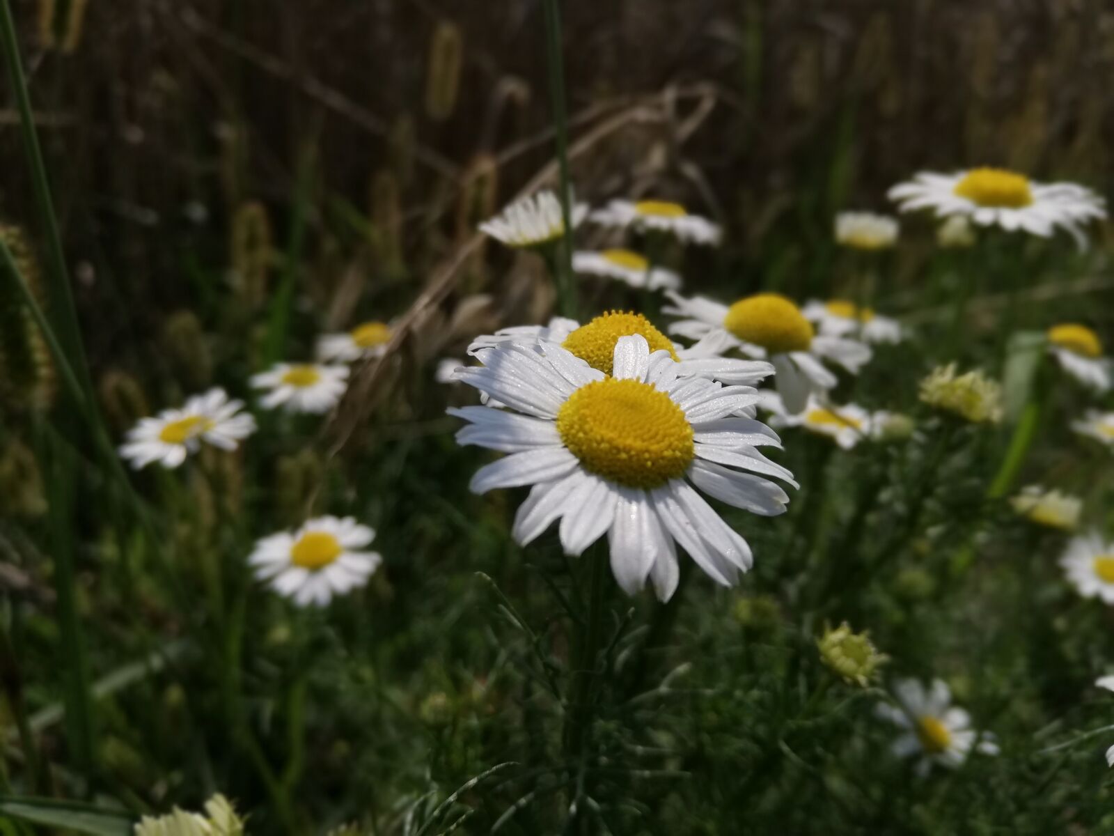 HUAWEI Mate 10 Lite sample photo. Daisy, meadow, flowers photography