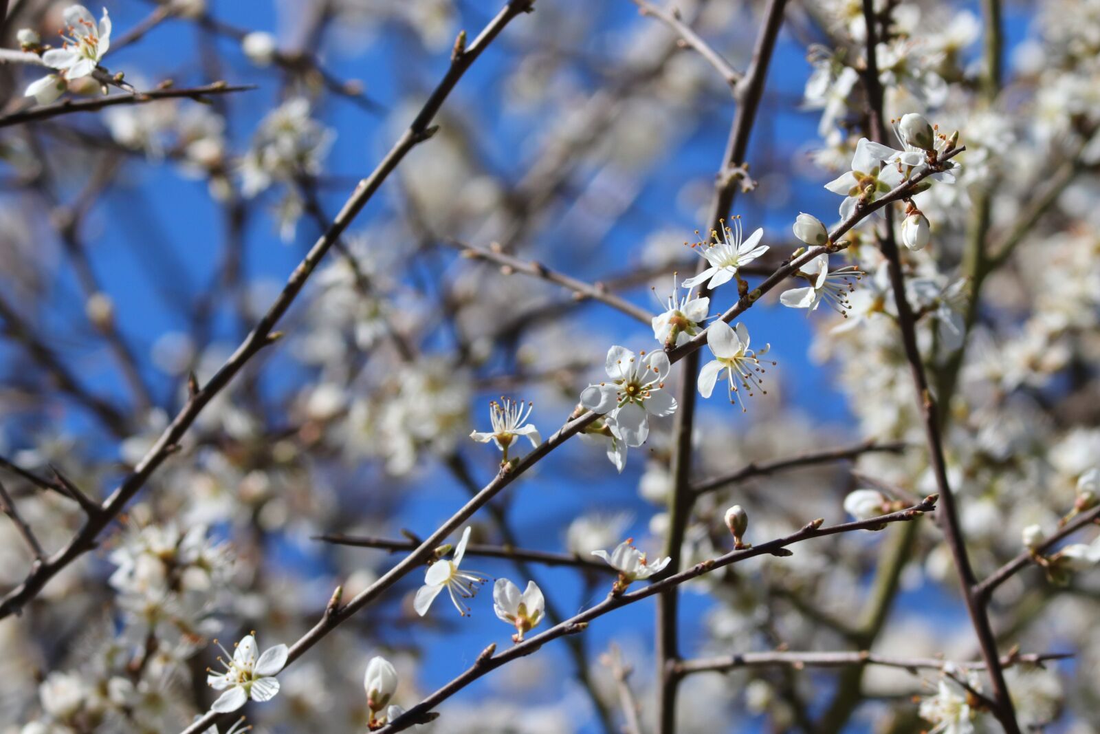 Canon EOS 200D (EOS Rebel SL2 / EOS Kiss X9) sample photo. Blackthorn, sloes, black thorn photography