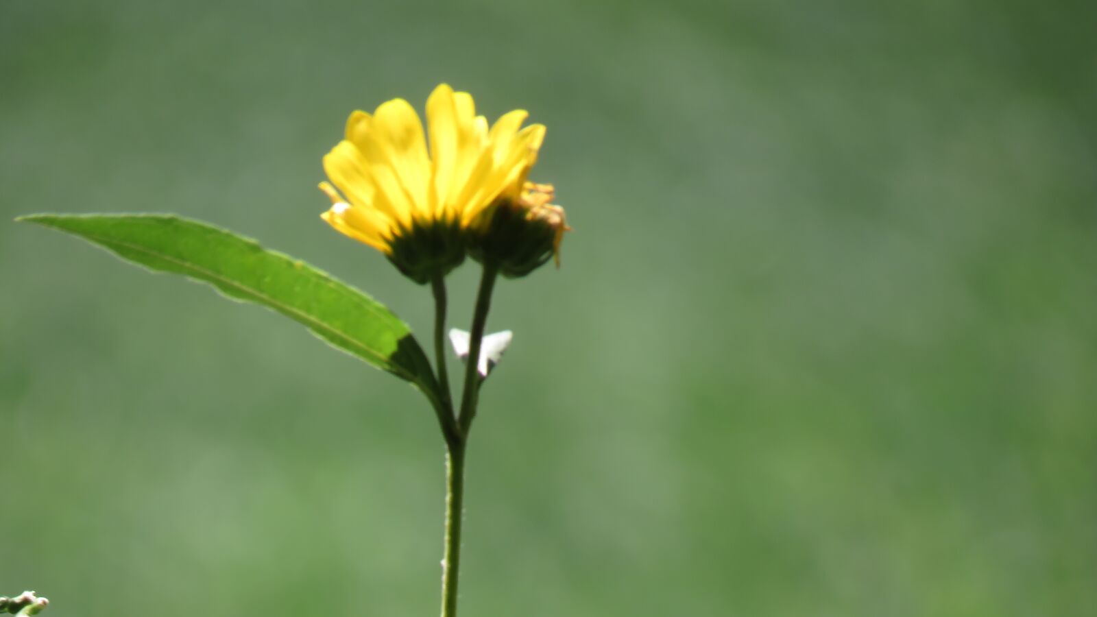 Canon PowerShot SX60 HS sample photo. Flower, yellow, sunflower photography