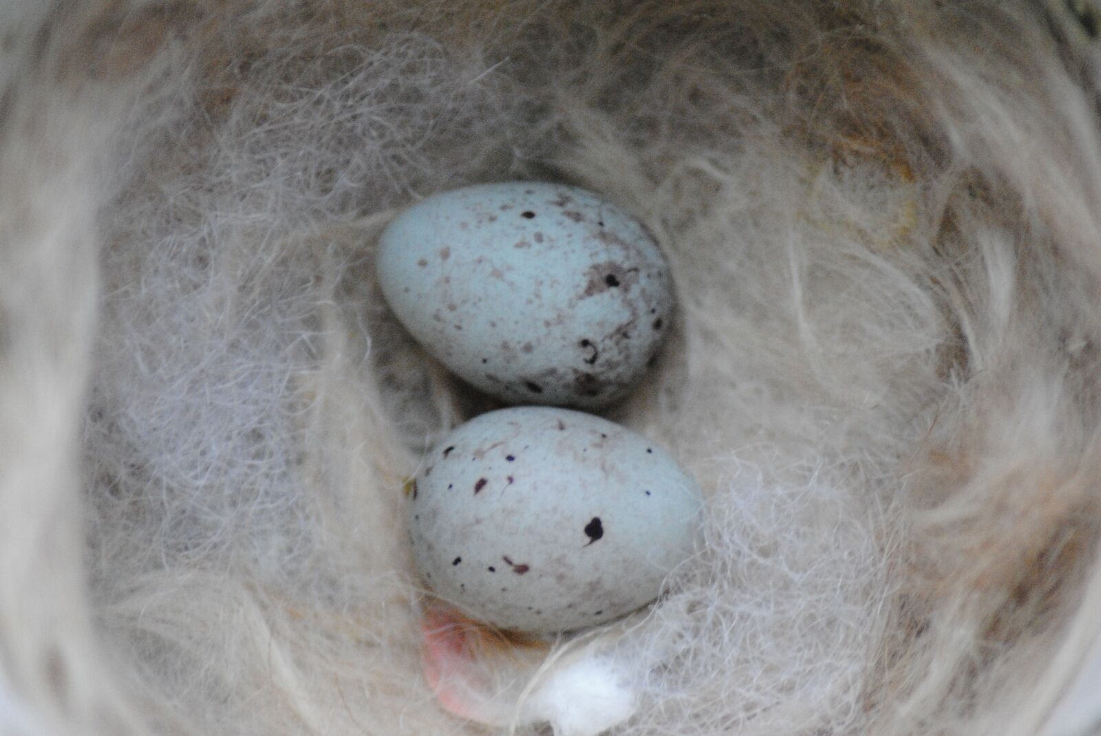 Nikon D3000 sample photo. Nest, canary, eggs photography