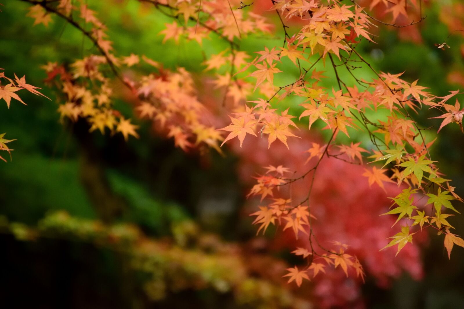 Nikon D5300 sample photo. Red, green, leaf photography