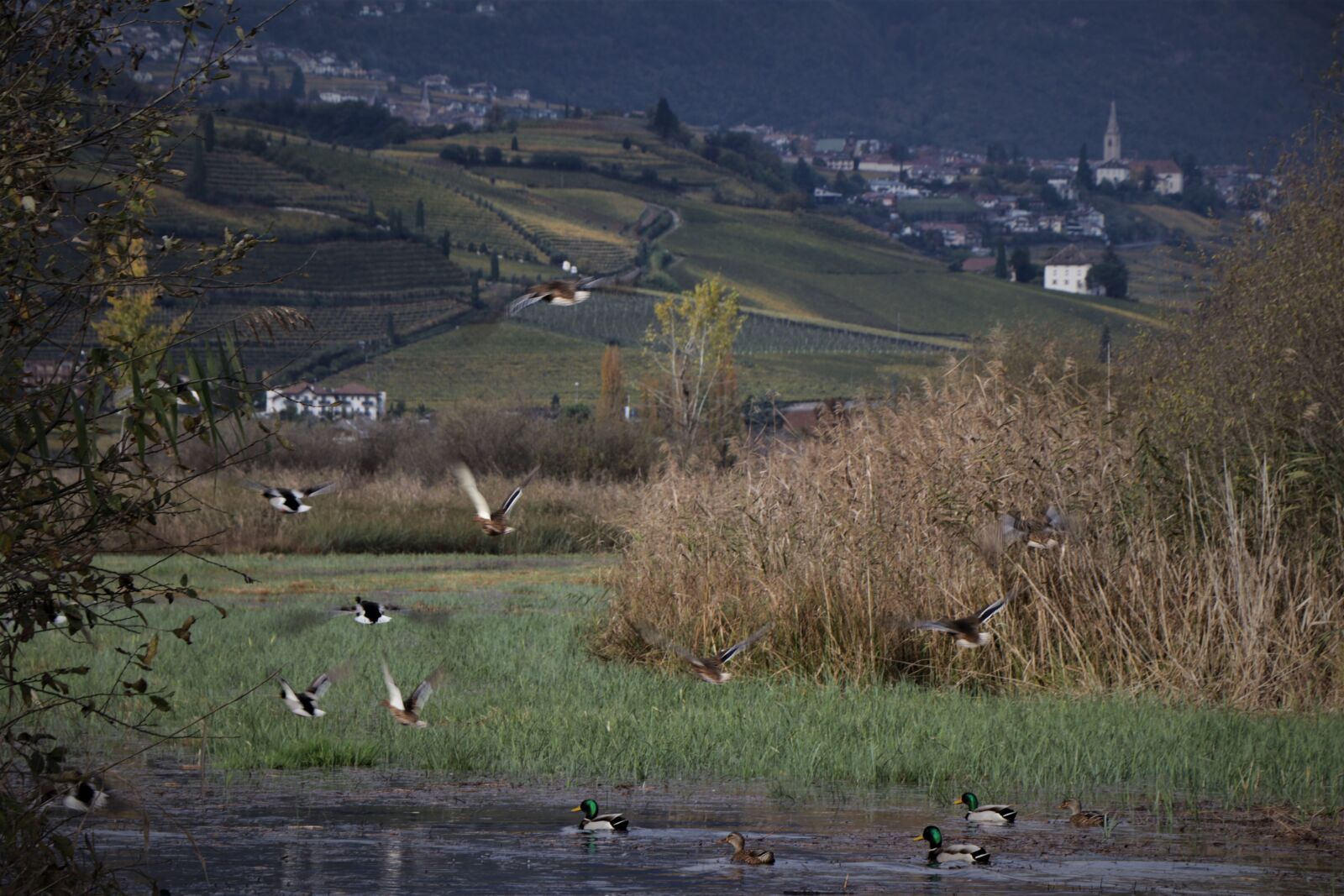 Canon EF-S 18-135mm F3.5-5.6 IS USM sample photo. Lake, south tyrol, vineyards photography