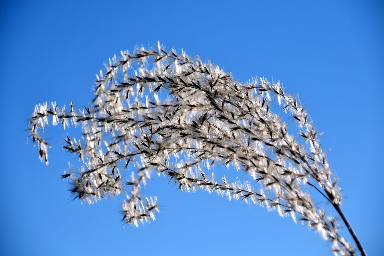 Nikon D3300 sample photo. Grass, grass seed, close photography