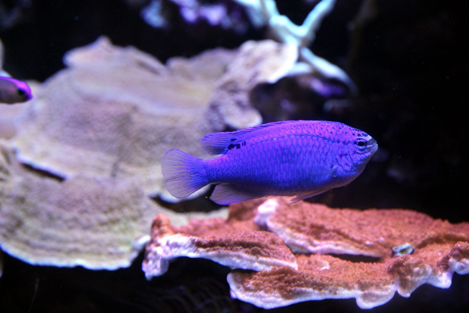 Canon EOS 650D (EOS Rebel T4i / EOS Kiss X6i) sample photo. Chrysiptera, fish, chrysiptera cyanea photography