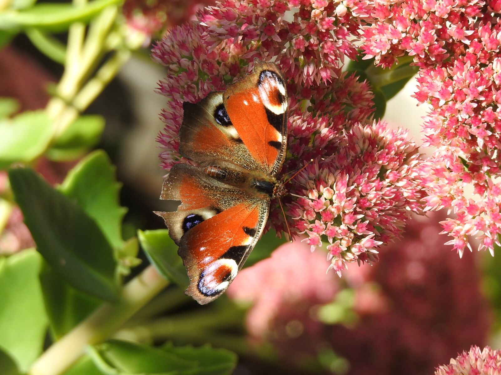 Nikon Coolpix P900 sample photo. Butterfly, insect, nature insect photography