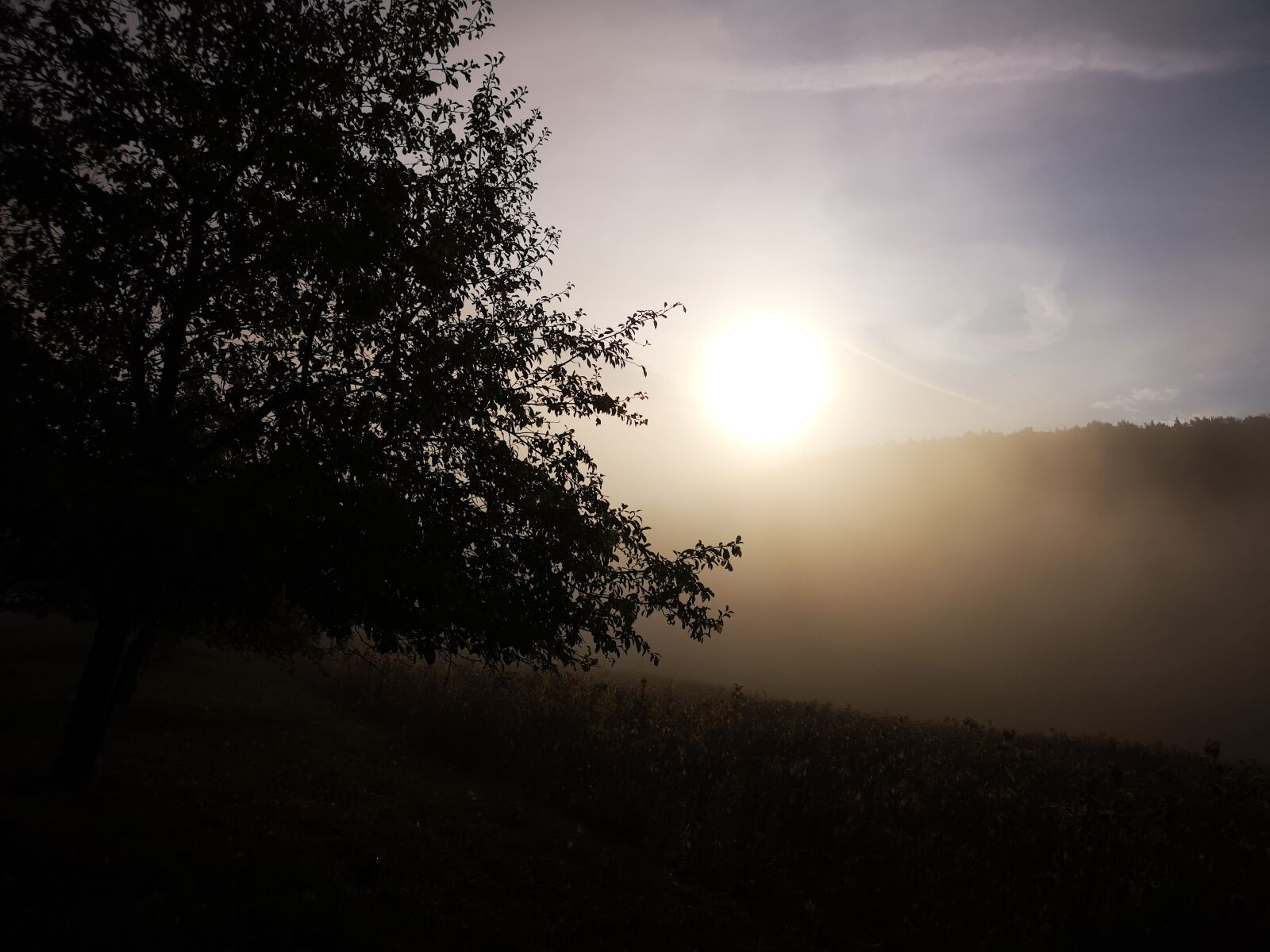 HUAWEI CLT-L29 sample photo. Autumn, fog, sunrise photography