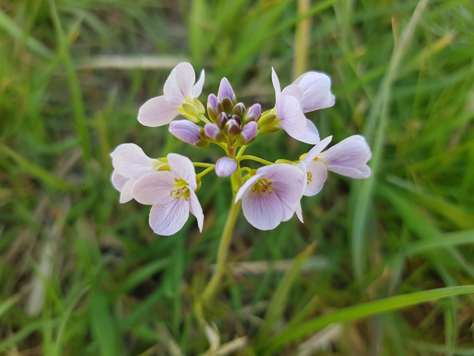 Samsung Galaxy S7 sample photo. Cardamine pratensis, cuckoo, pink photography