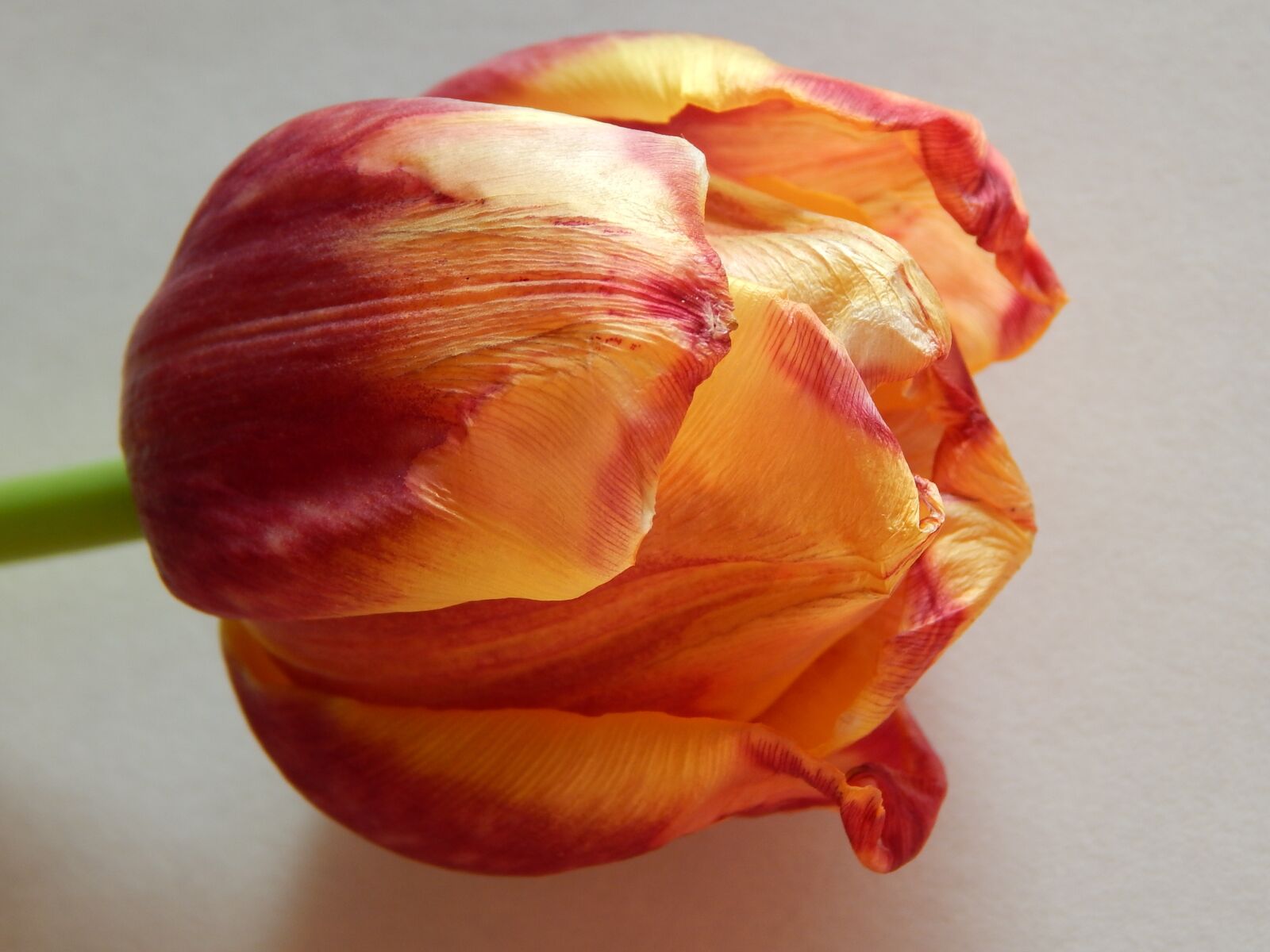 Nikon Coolpix L830 sample photo. Tulip, flower, fading photography