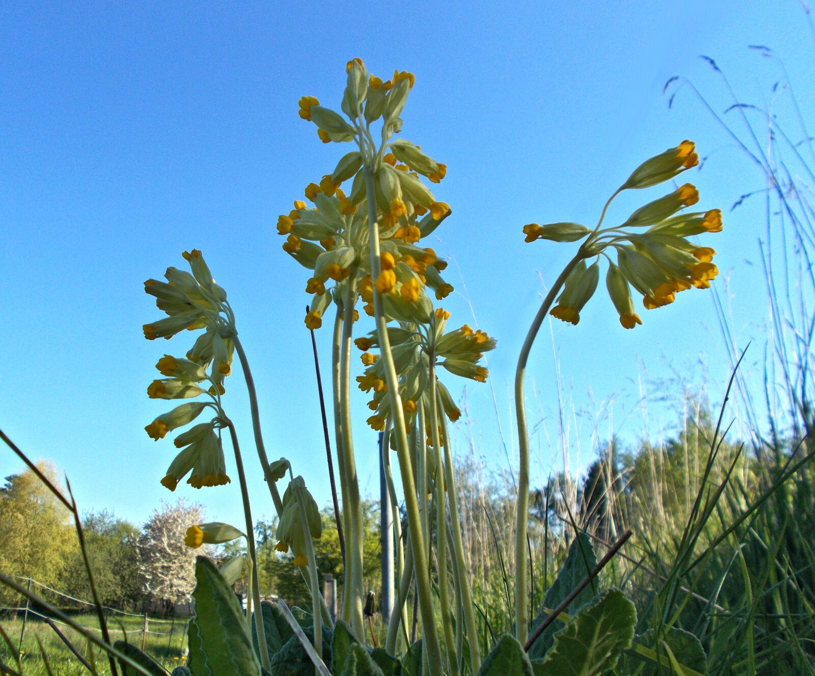 Nikon Coolpix L31 sample photo. Cowslip, primrose photography