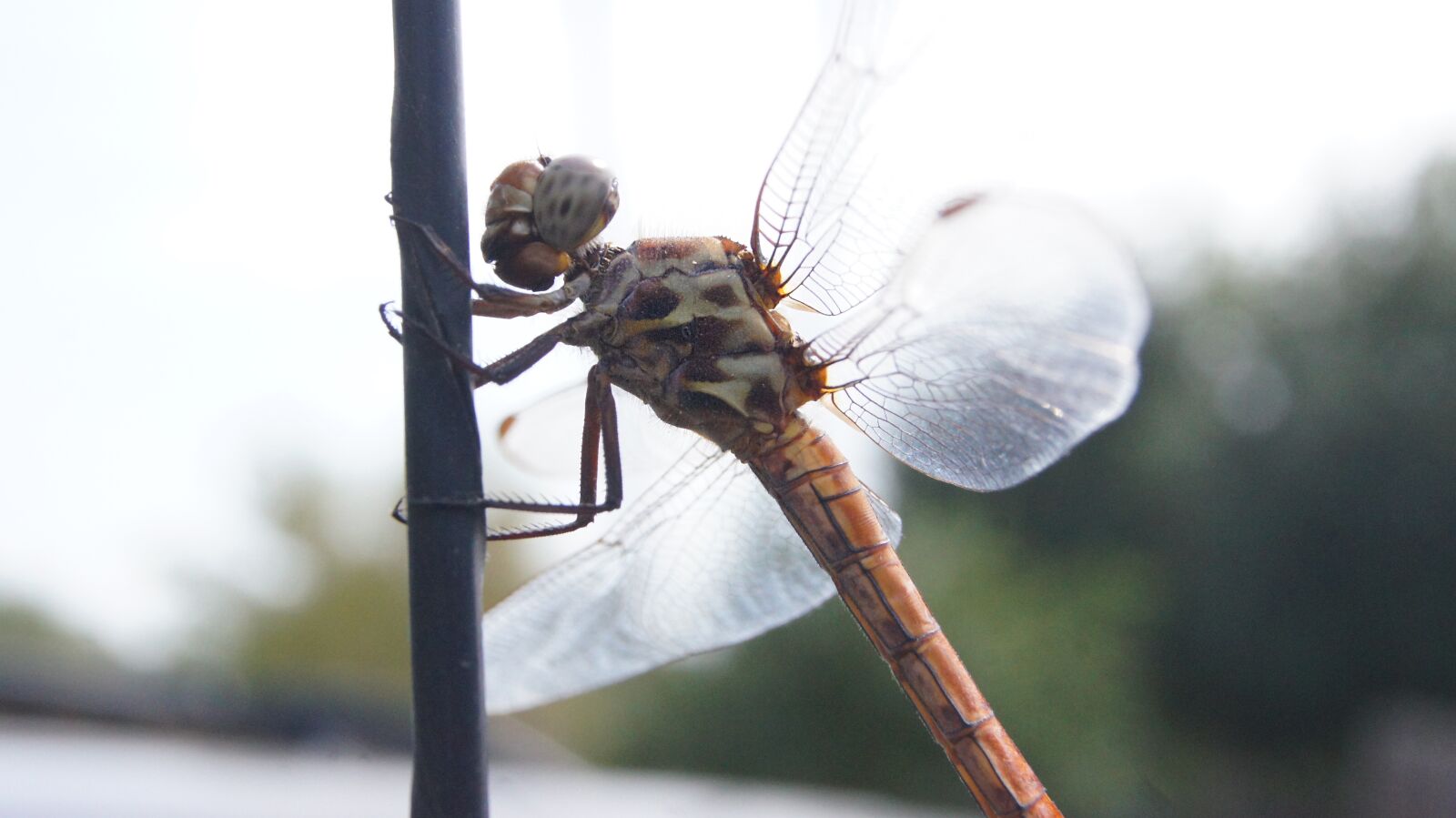 Sony SLT-A55 (SLT-A55V) sample photo. Insect, dragonfly, nature photography