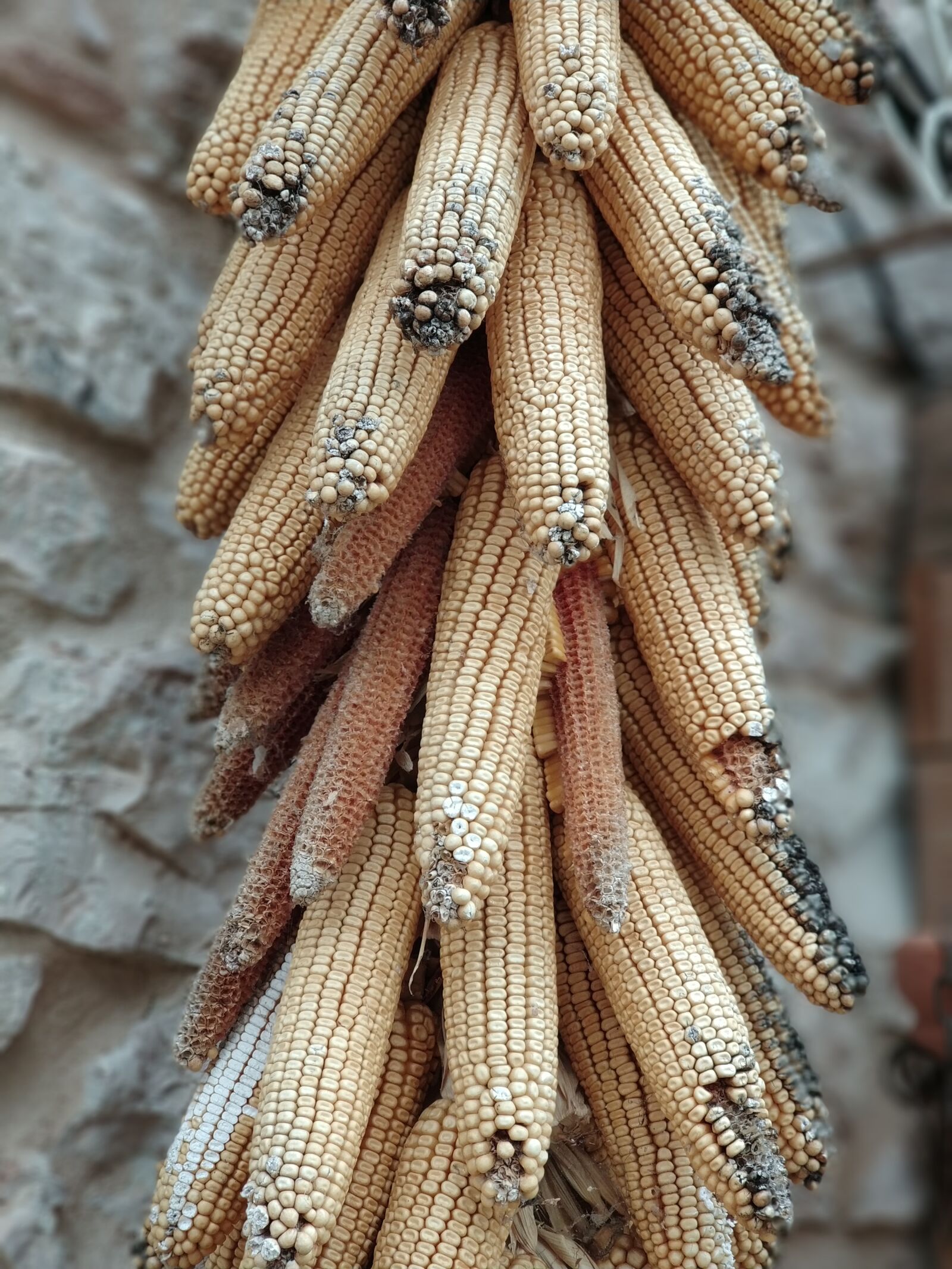 Xiaomi MI6 sample photo. Corn, spoiled, farm photography