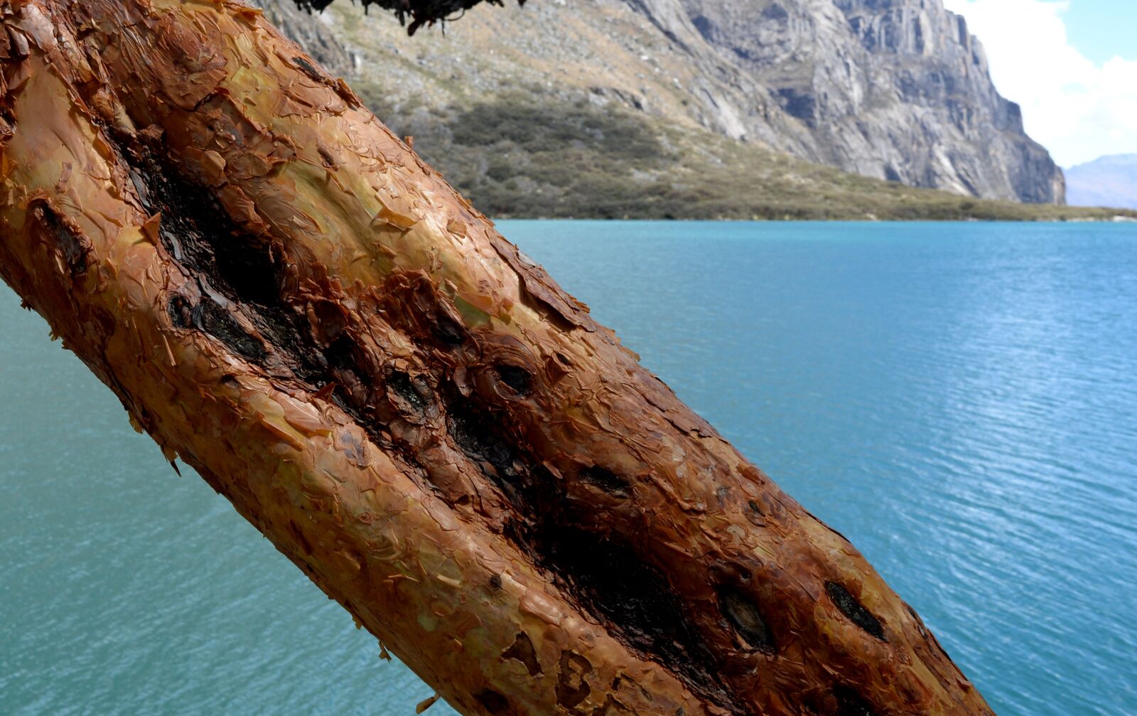 Nikon D610 sample photo. Trunk, tree, sea photography