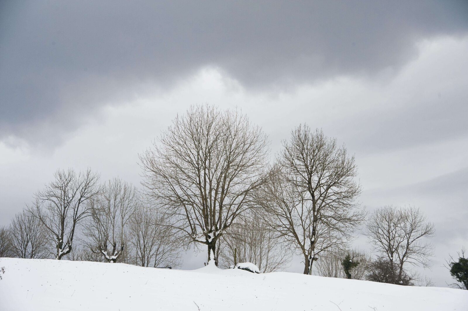 Nikon D700 sample photo. Snow, trees, nature photography