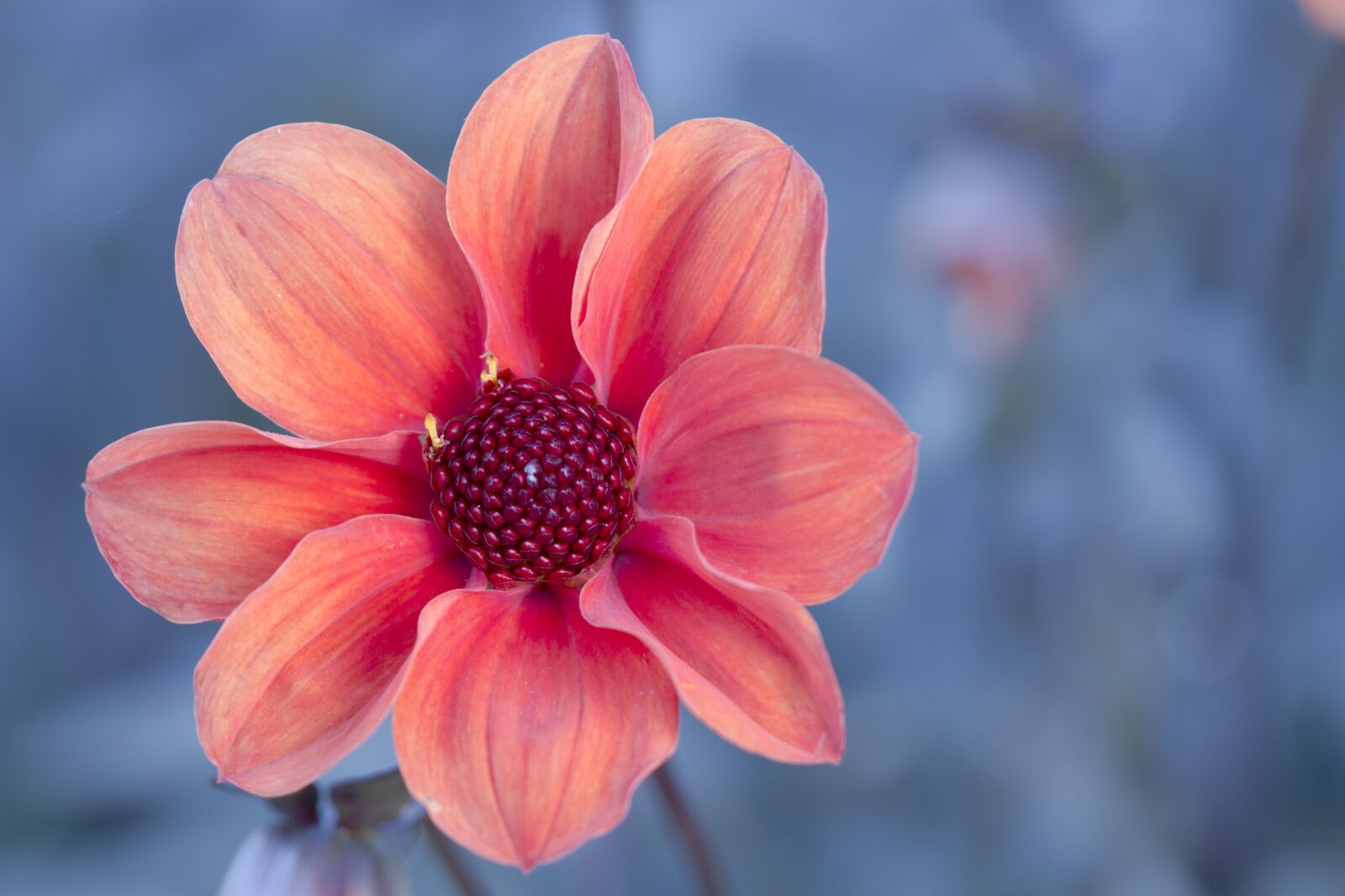 Canon EOS 7D sample photo. Dahlia, blossom, bloom photography