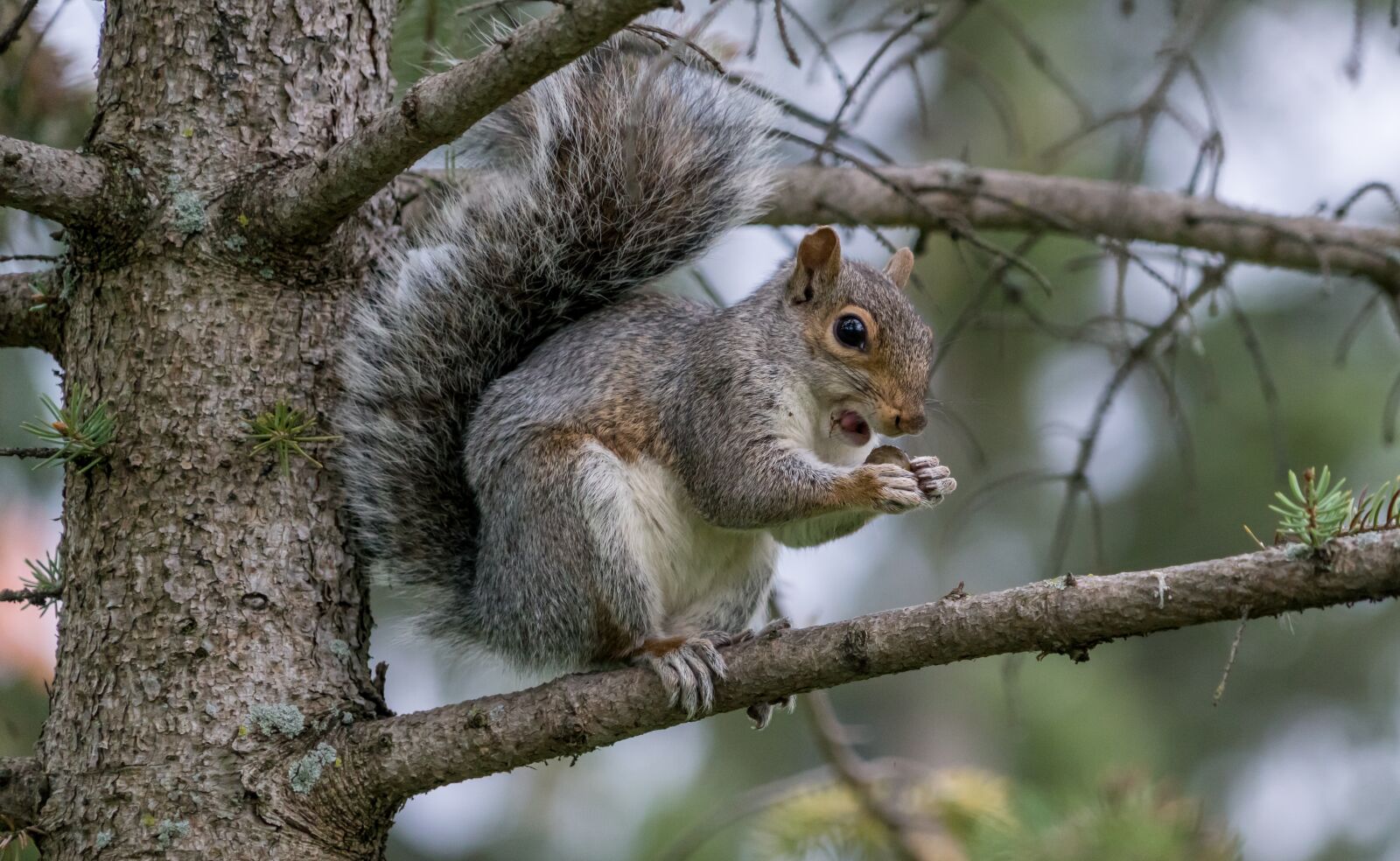 Sony a7R II sample photo. Squirrel, eating, nature photography