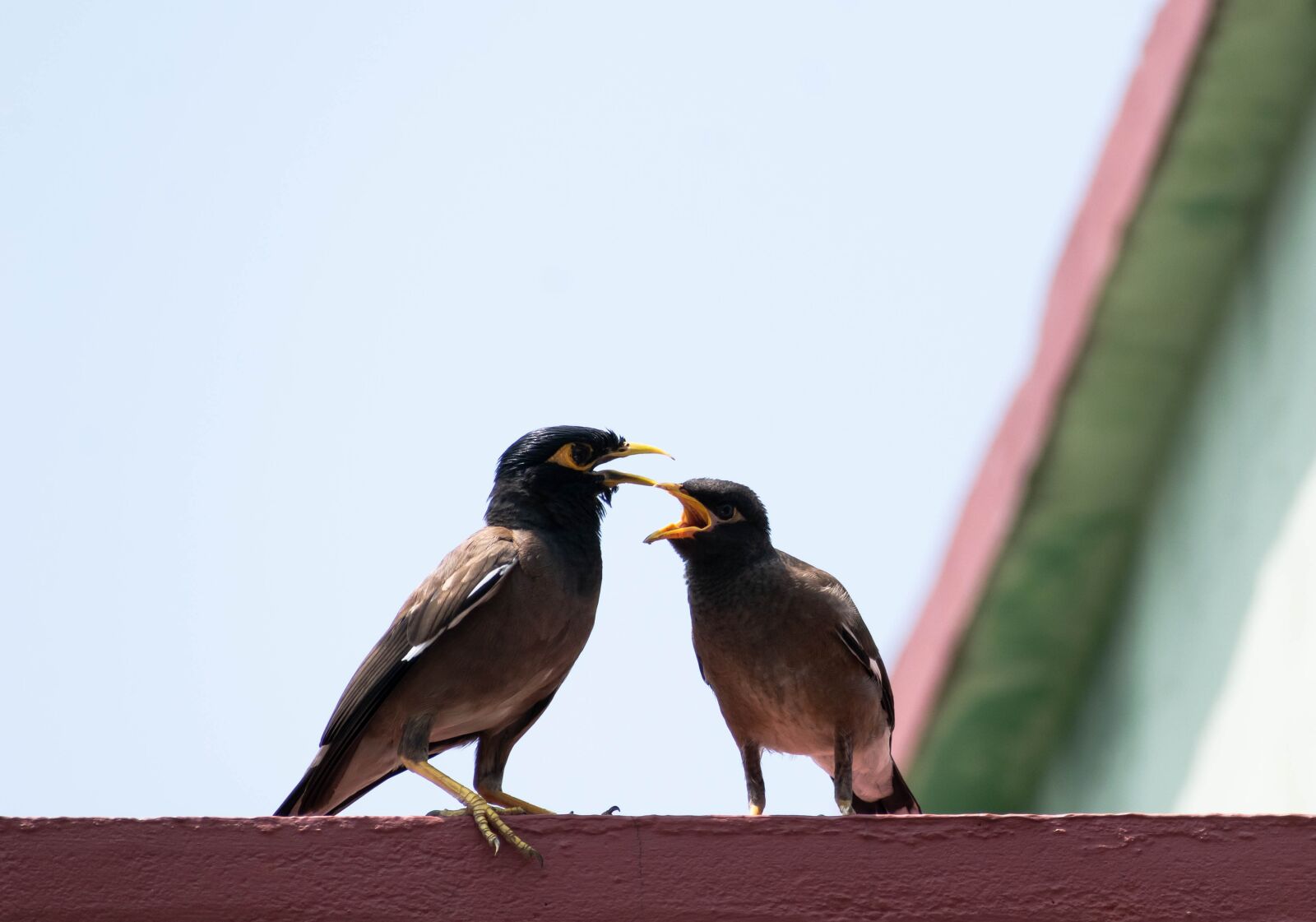 Nikon D3300 sample photo. Maina, chick, feeding photography