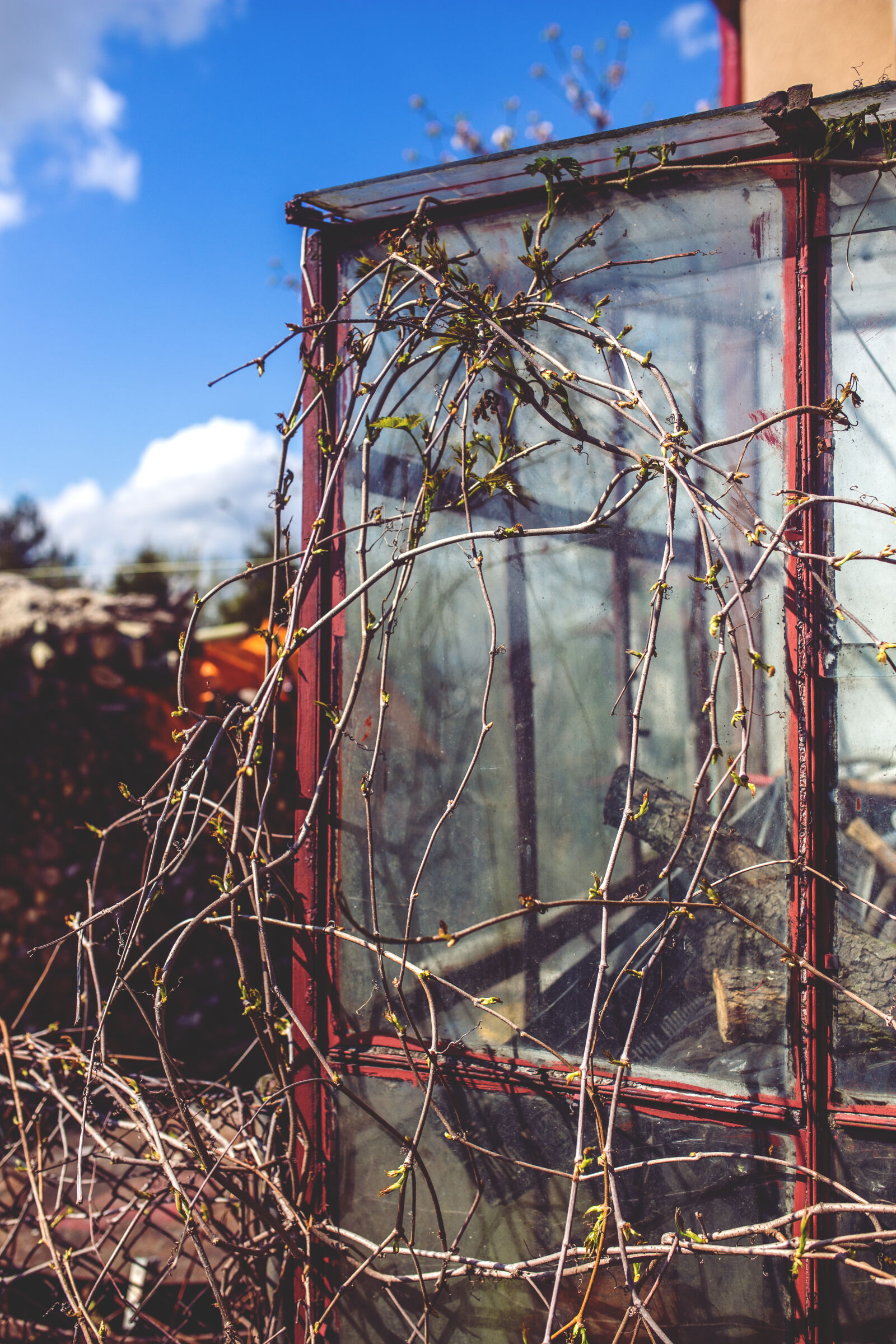Canon EOS 6D + Sigma 35mm F1.4 DG HSM Art sample photo. Vine, on, the, greenhouse photography