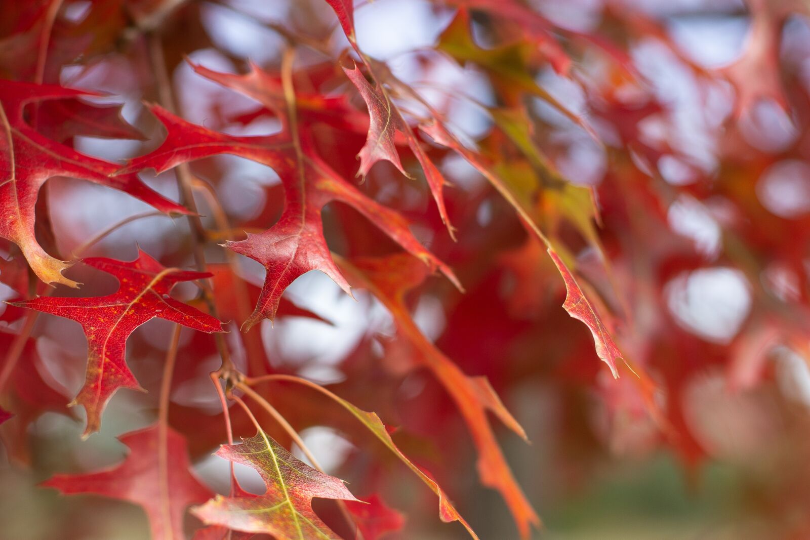 Canon EOS 1100D (EOS Rebel T3 / EOS Kiss X50) + Canon EF 50mm F1.4 USM sample photo. Fall, foliage, autumn photography