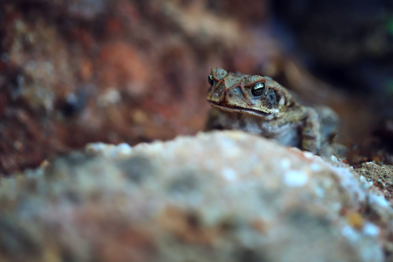 Canon EF 100mm F2.8L Macro IS USM sample photo. Frog, animal, nature photography