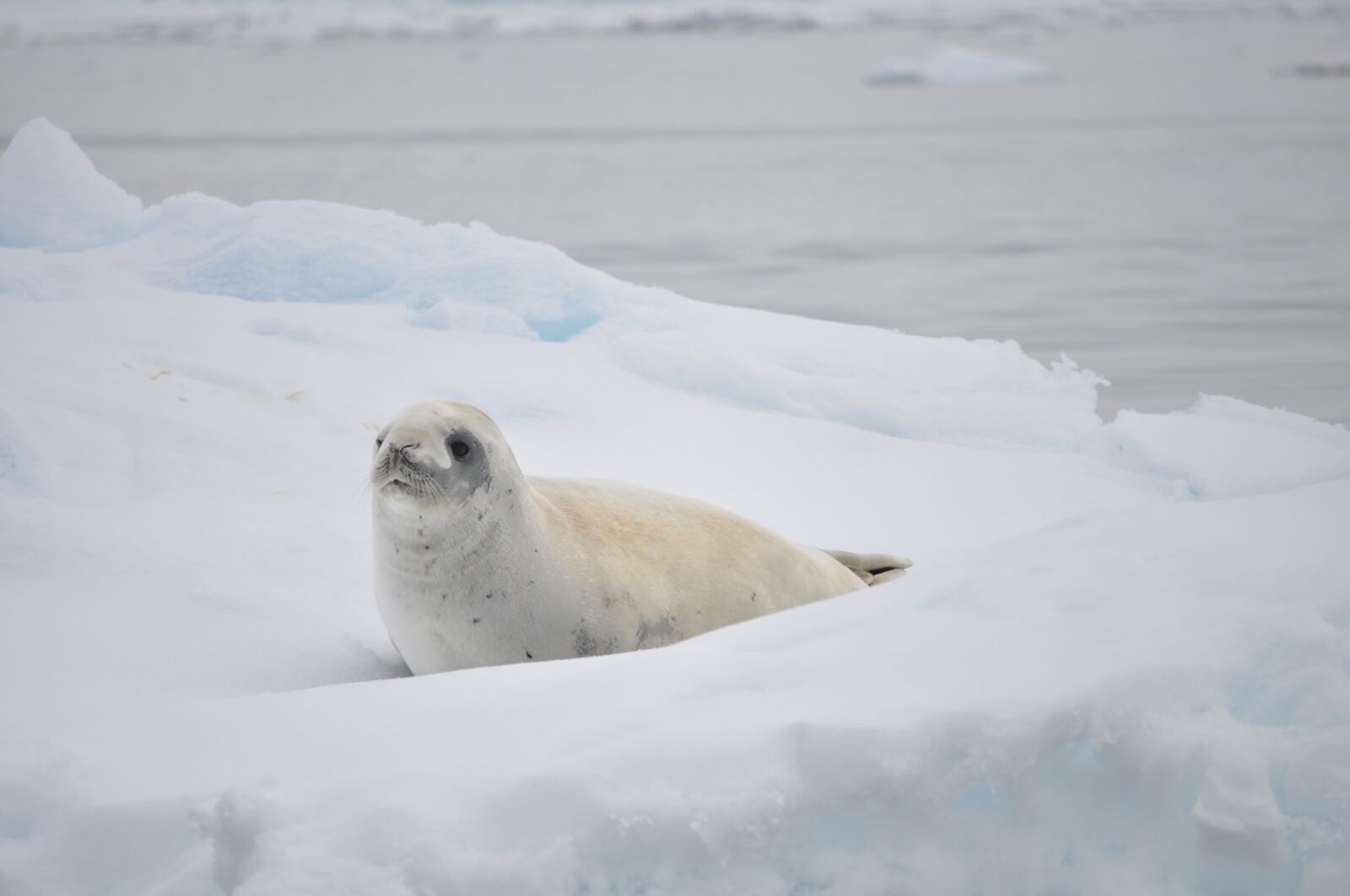 Nikon D5000 sample photo. White, seal, antarctica photography