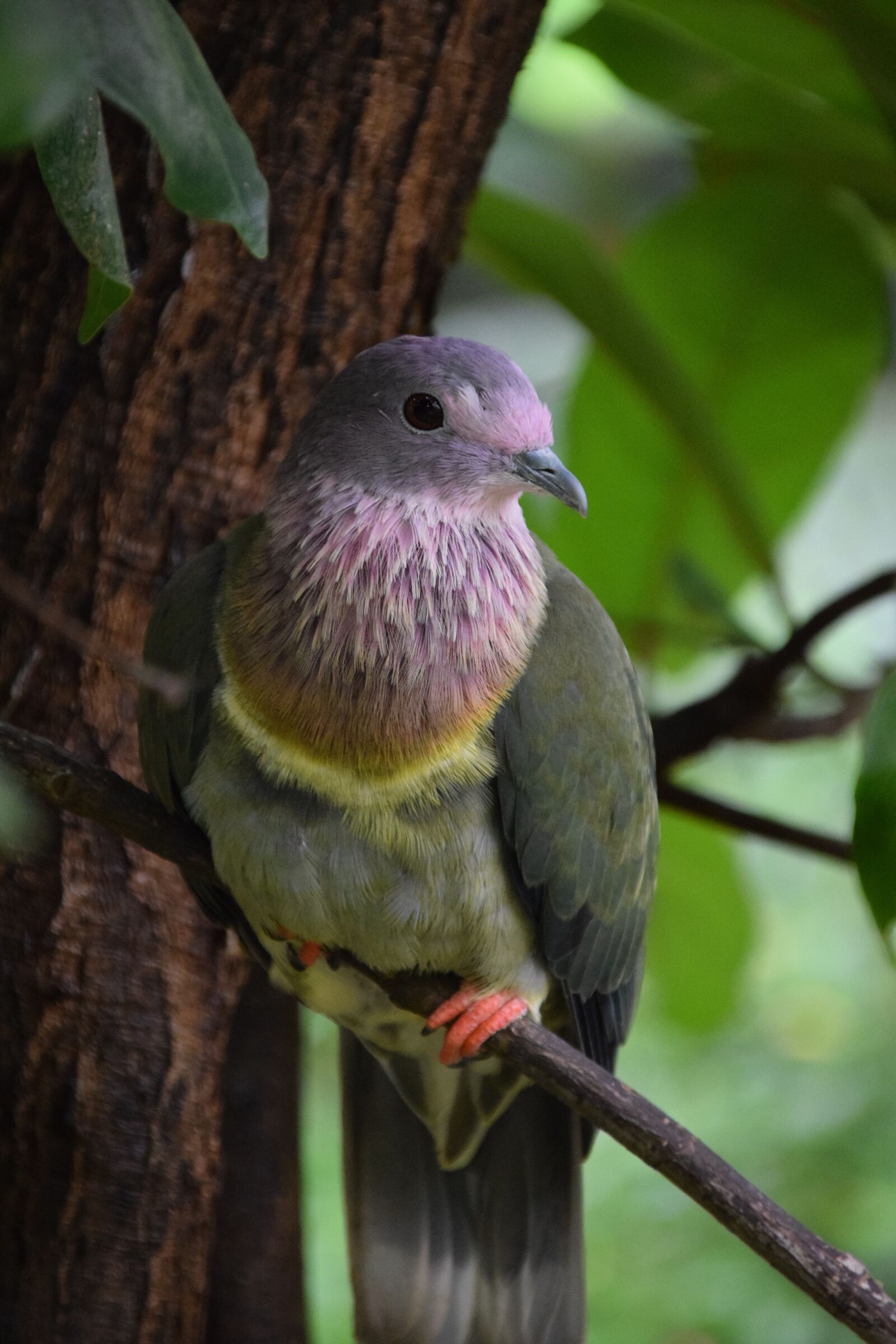 Nikon D5300 sample photo. Birds, dove, garden photography