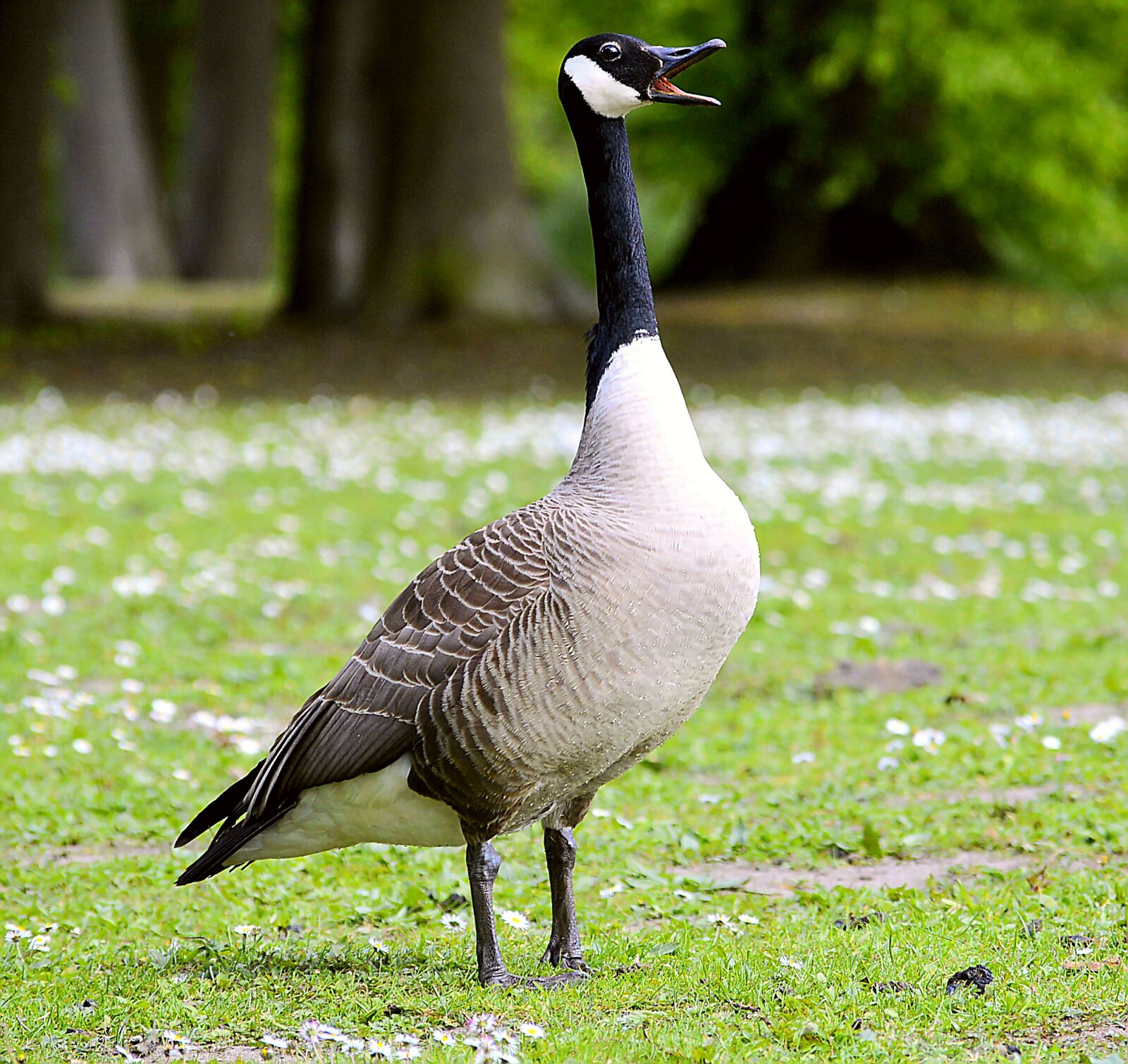 Nikon D3200 sample photo. Canada goose, chatter, poultry photography