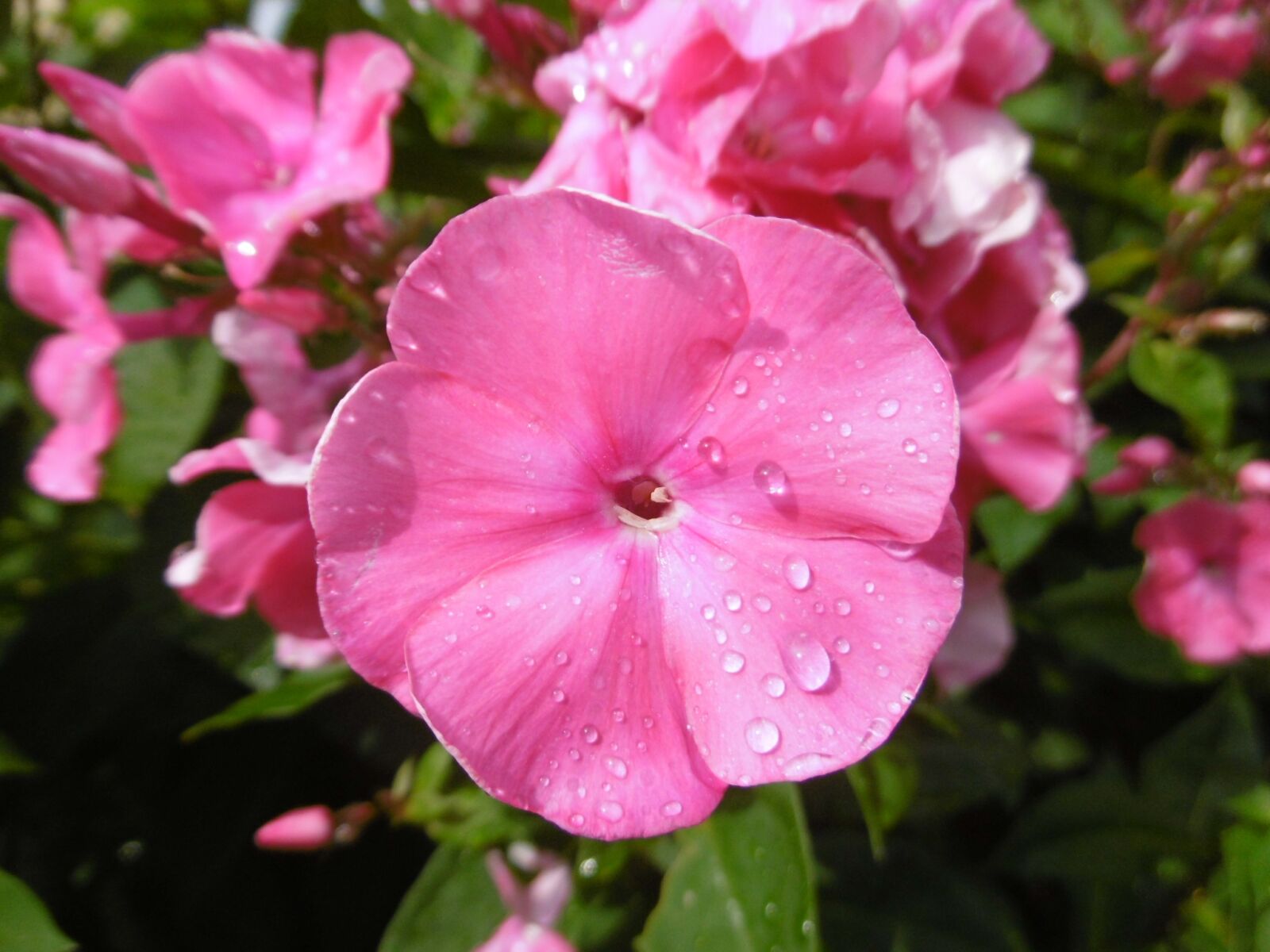 Panasonic DMC-SZ10 sample photo. Flower, flowers, raindrop photography