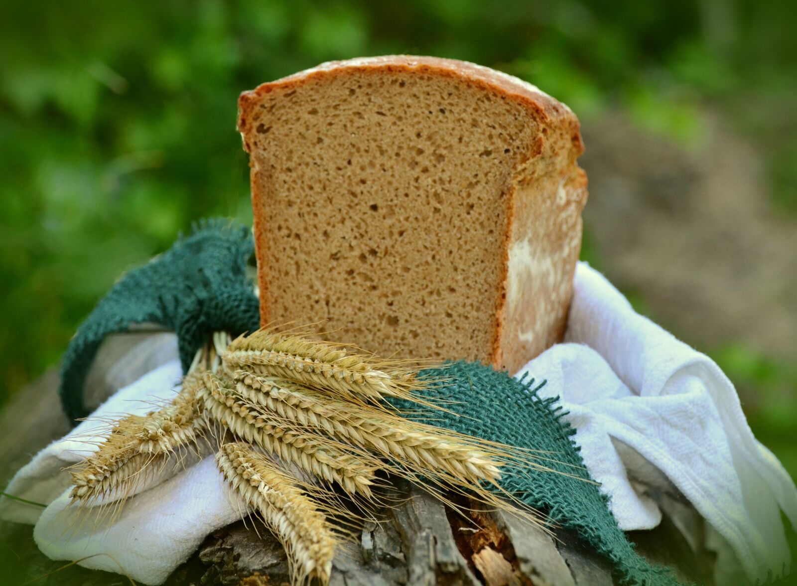 Nikon D5100 sample photo. Barley, cereals, spike photography