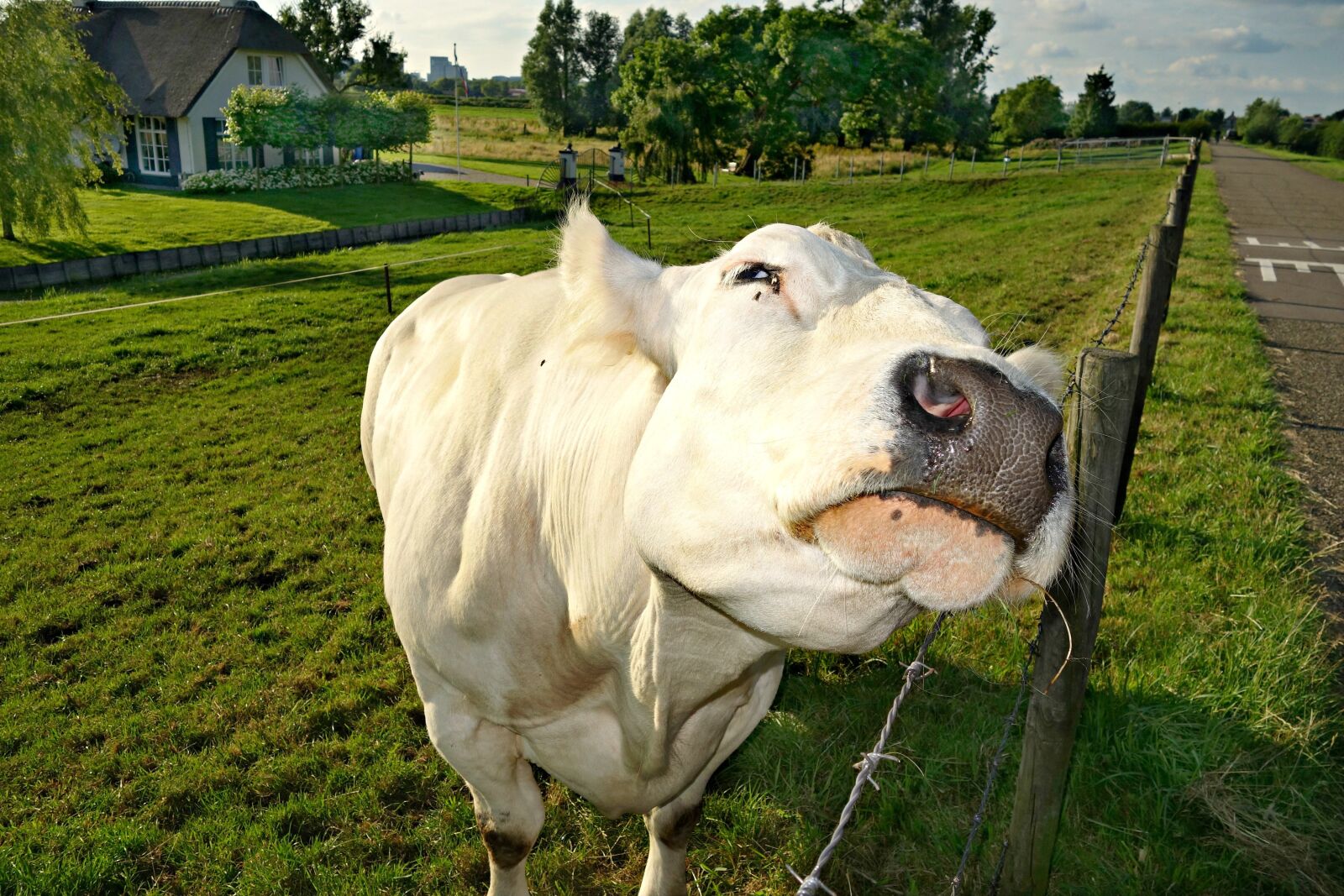 Sony Cyber-shot DSC-RX100 sample photo. Cow, cattle, livestock photography