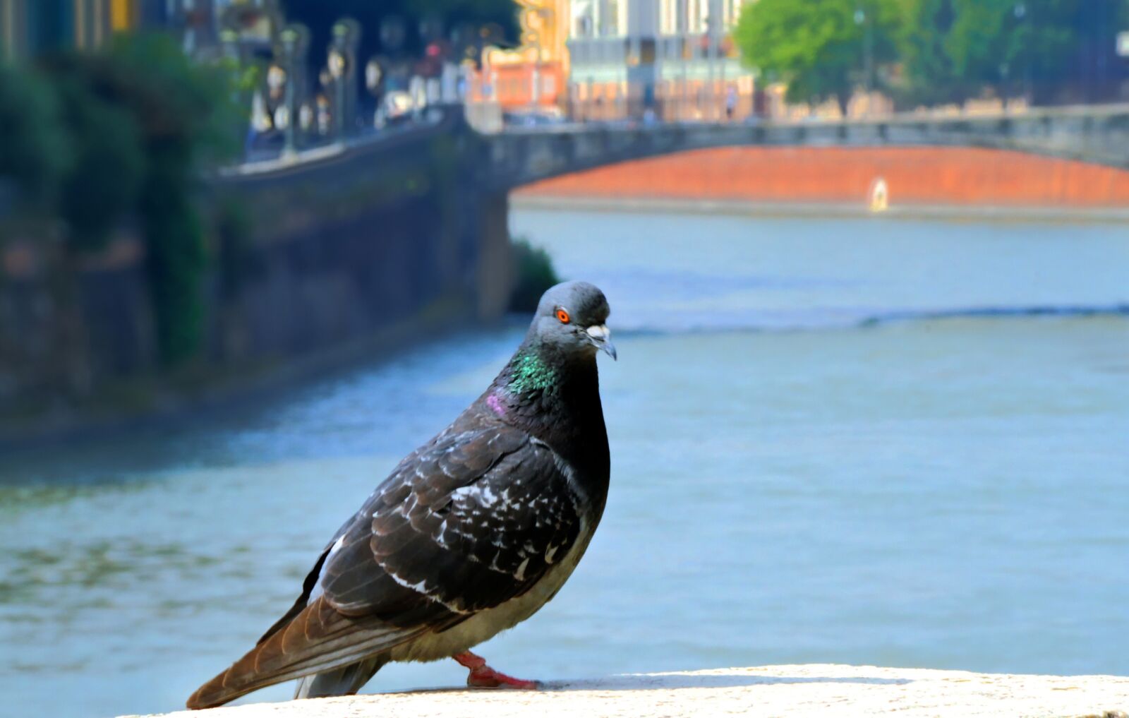 Canon EOS 7D sample photo. Pigeon, water, river photography