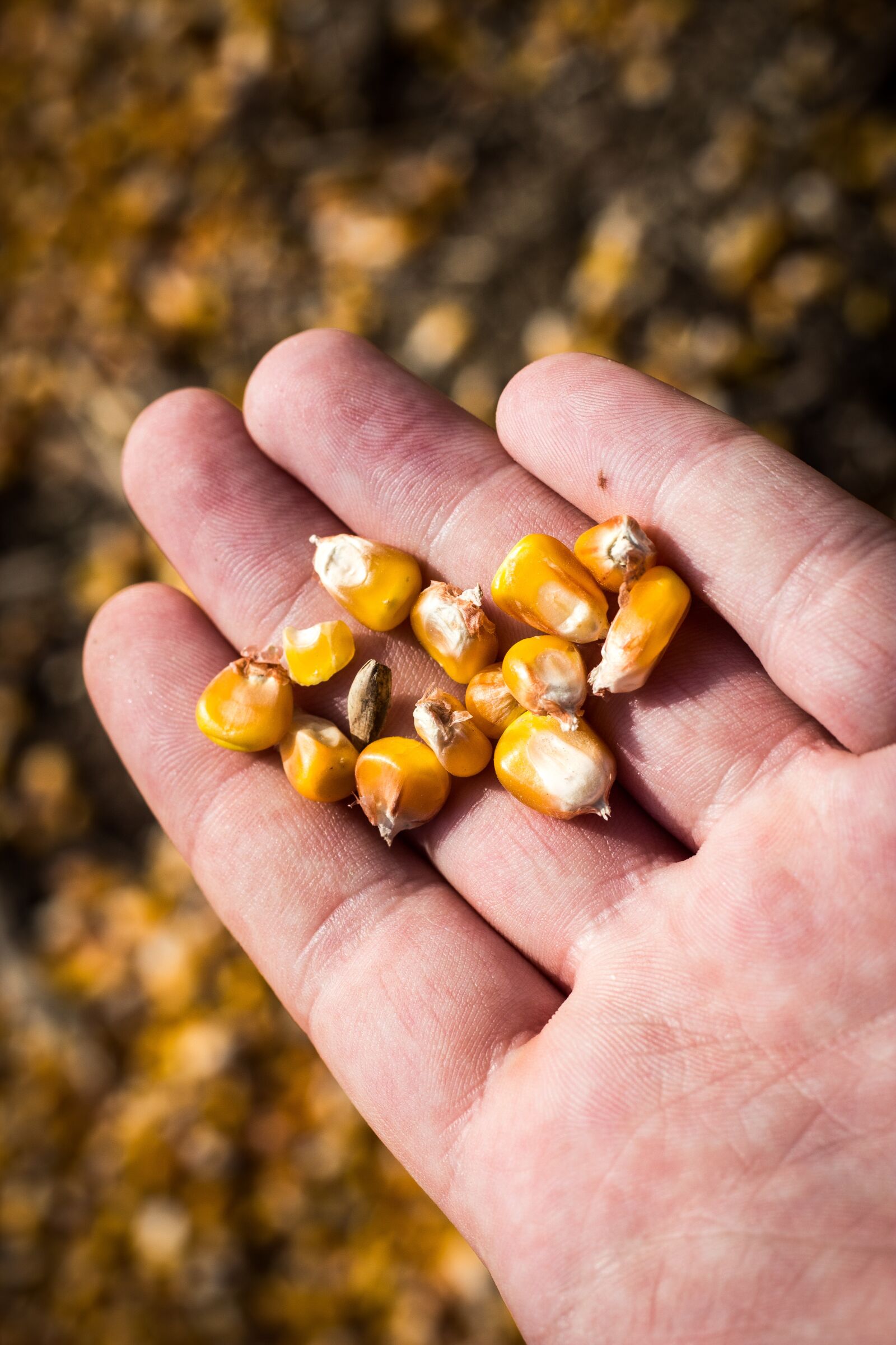 Canon EOS 700D (EOS Rebel T5i / EOS Kiss X7i) sample photo. Corn, hand, people photography