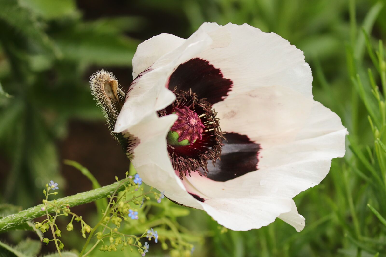 Canon EOS 200D (EOS Rebel SL2 / EOS Kiss X9) sample photo. Poppy flower, papaver orientale photography