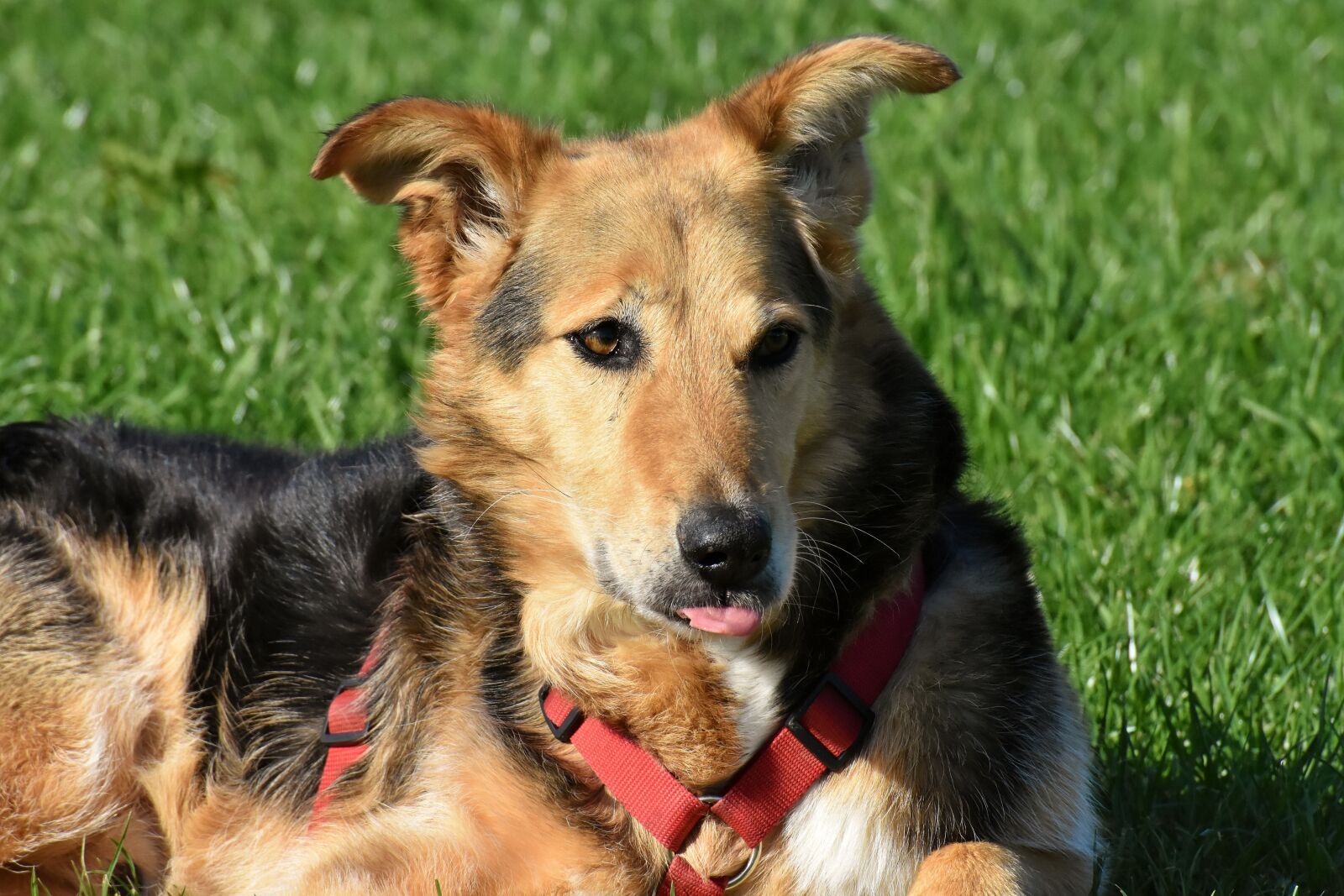 Nikon D7200 sample photo. Dog, animal, pet photography