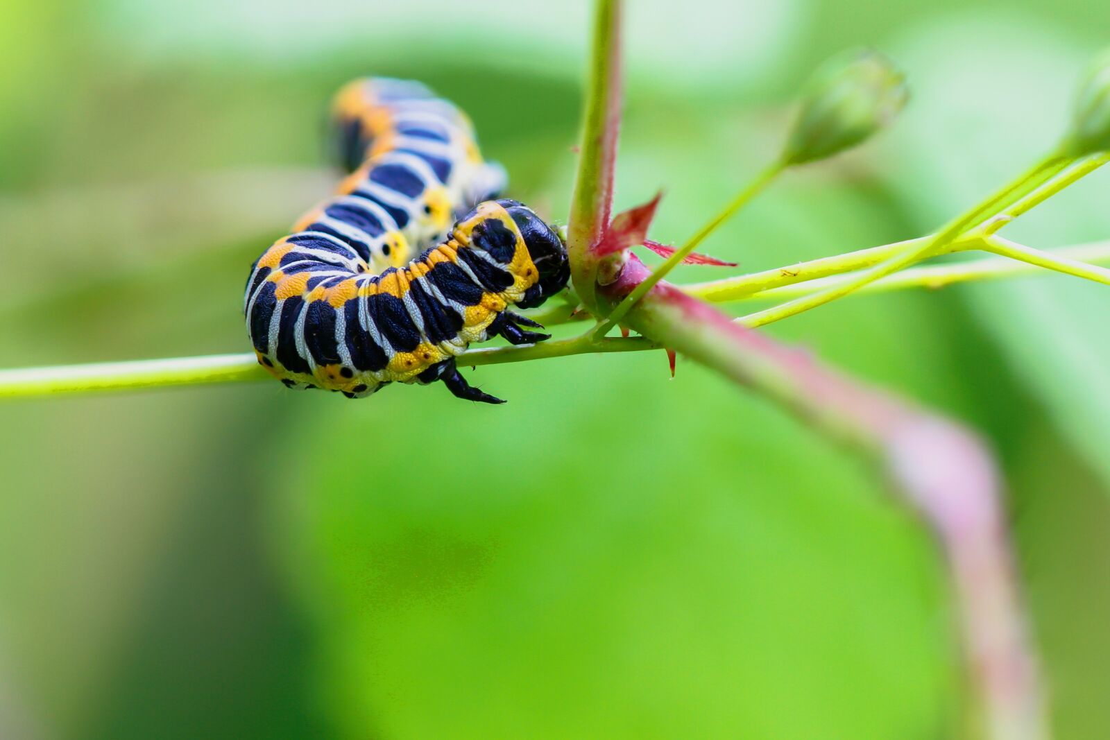 Canon EOS 7D sample photo. Caterpillar, cos-monk, cucullia lactucae photography