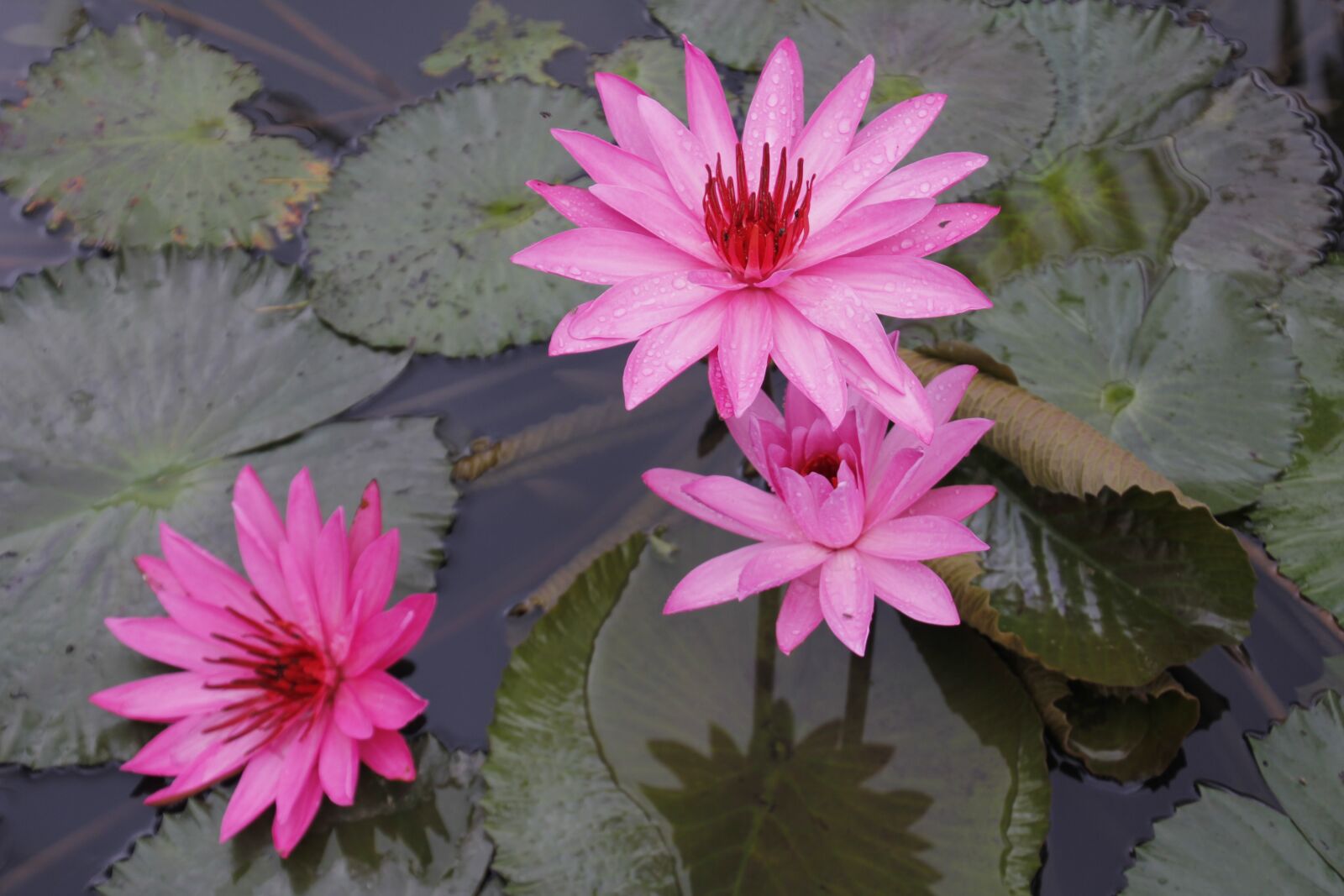 Canon EOS 60D sample photo. Water lily, rose, blossom photography