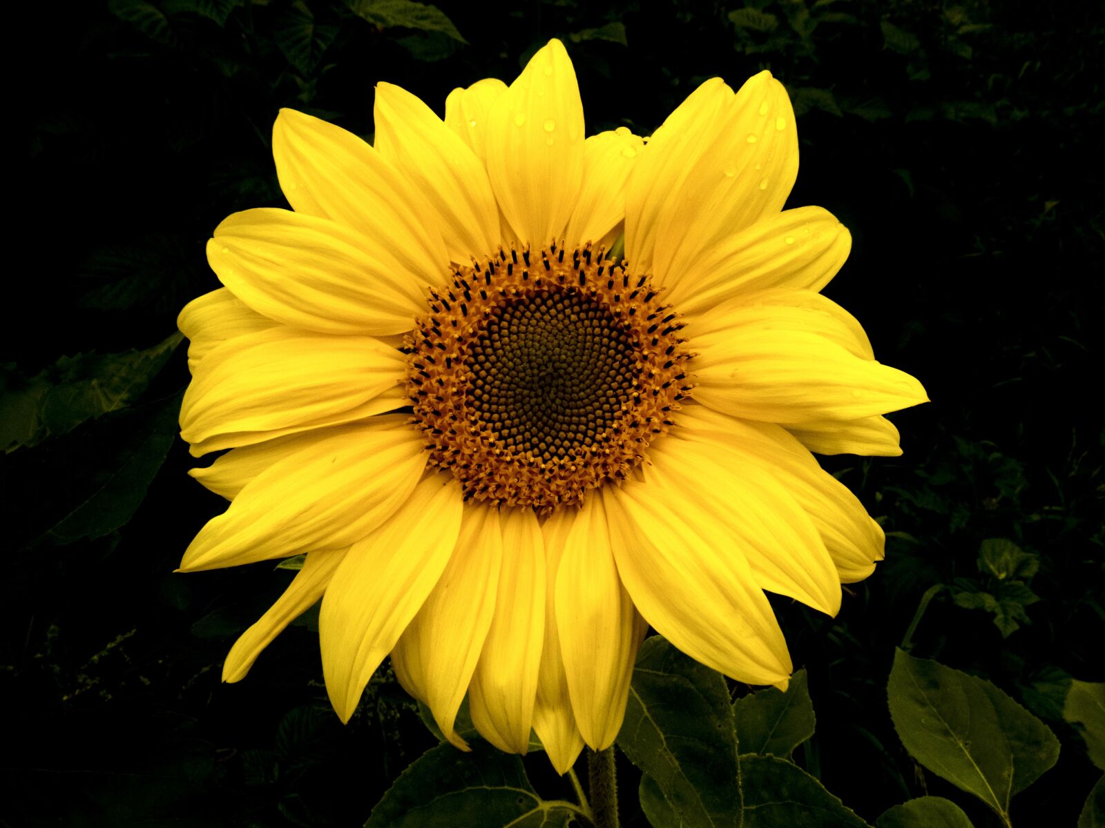 Canon PowerShot SX60 HS sample photo. Sunflower, flower, yellow photography