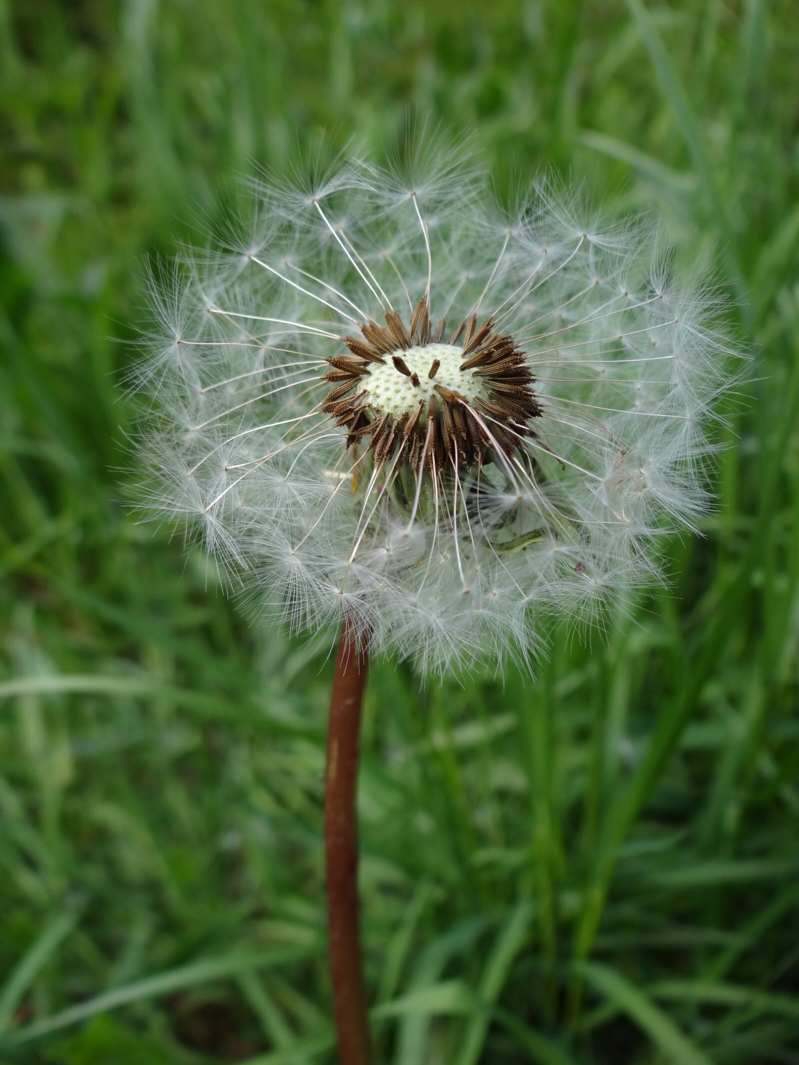 Sony Cyber-shot DSC-HX100V sample photo. Flower, taraxacum officinale, floral photography