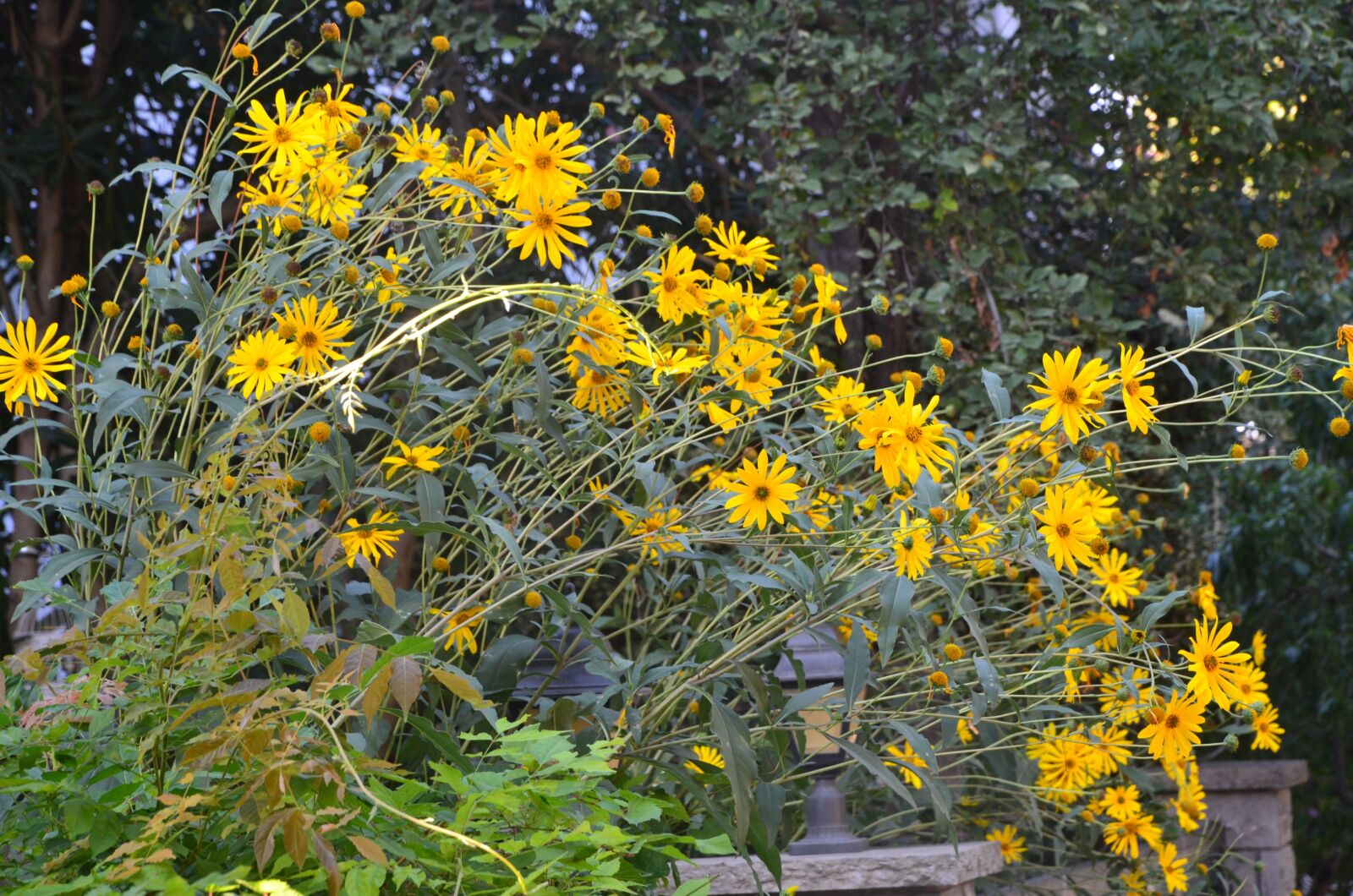 Nikon D7000 sample photo. Flower, yellow, nature photography