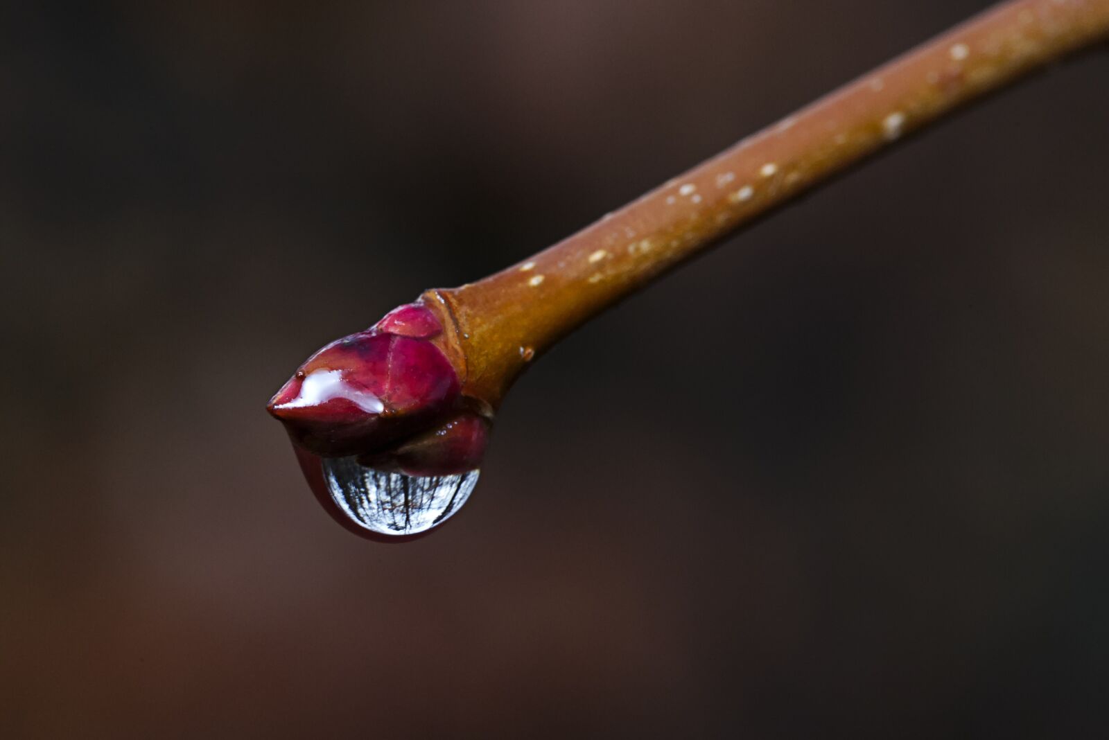 Canon EF 100mm F2.8L Macro IS USM sample photo. Branch, drop of water photography