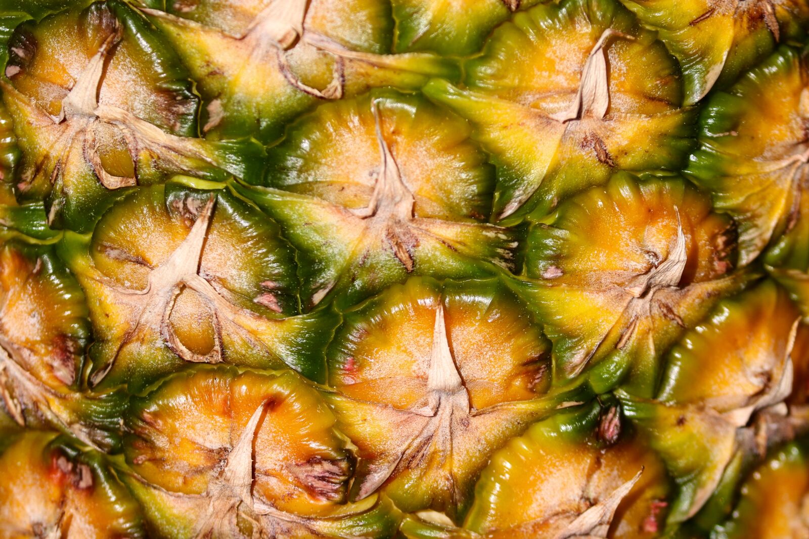 Canon EOS 200D (EOS Rebel SL2 / EOS Kiss X9) sample photo. Pineapple, shell, close up photography
