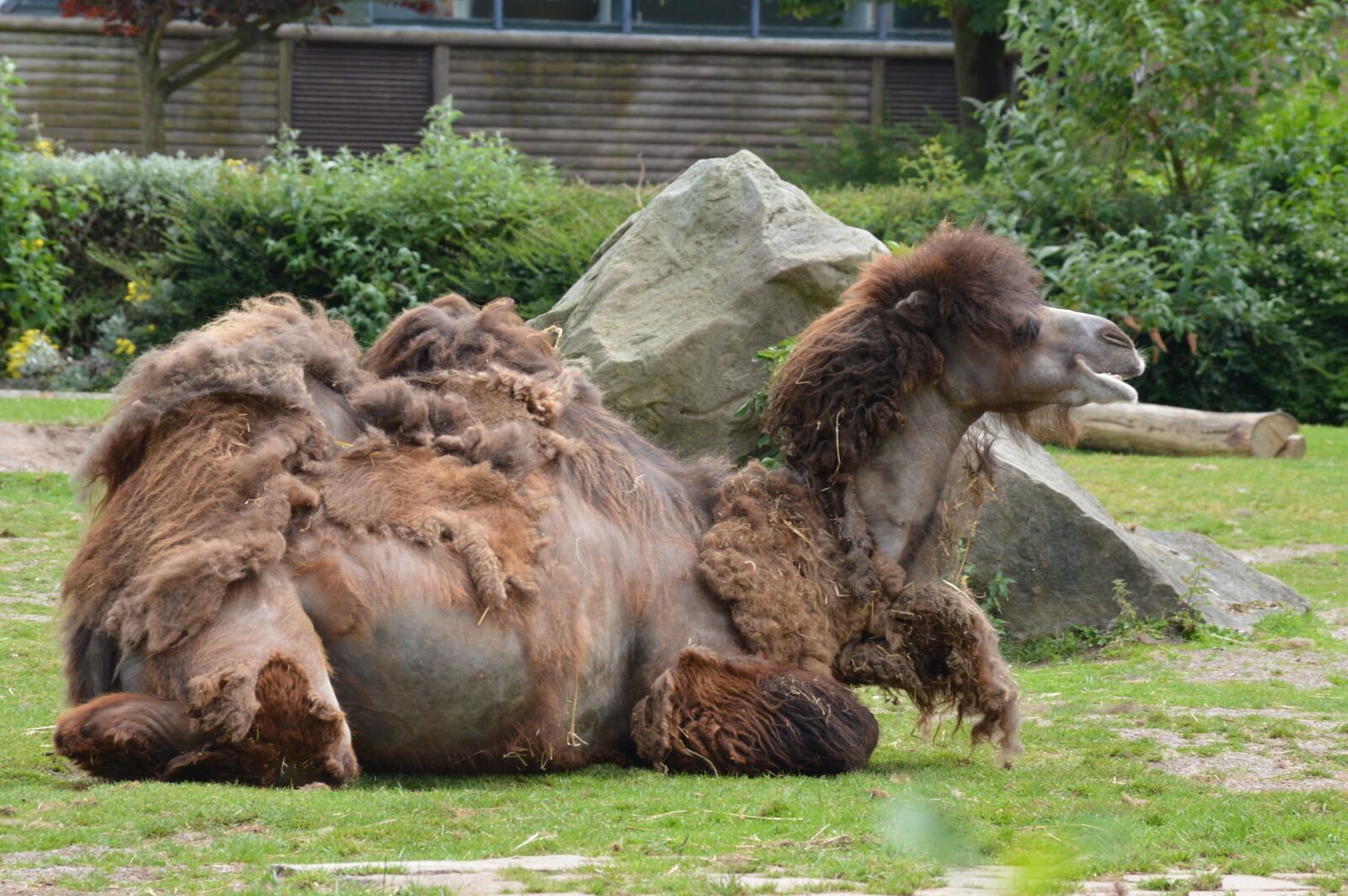 Nikon D3200 sample photo. Mammal, grass, animal photography