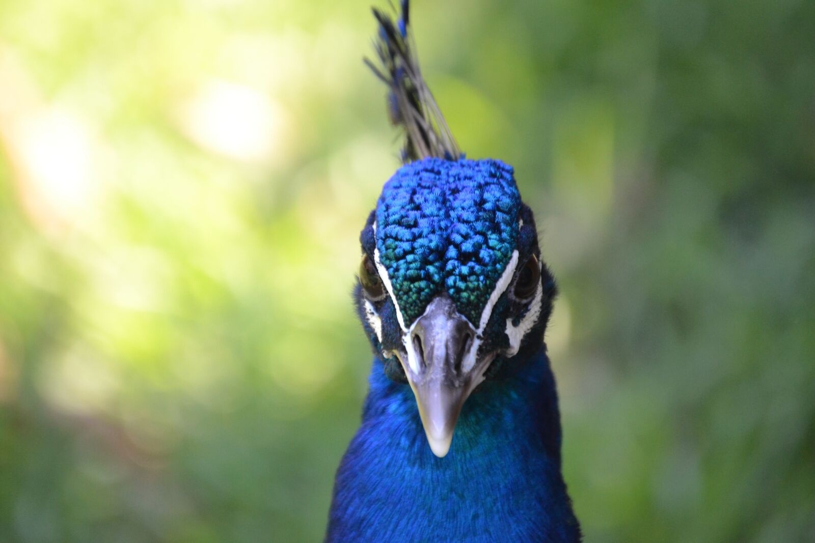 Nikon D3100 sample photo. Indian peafowl, peafowl, peacock photography