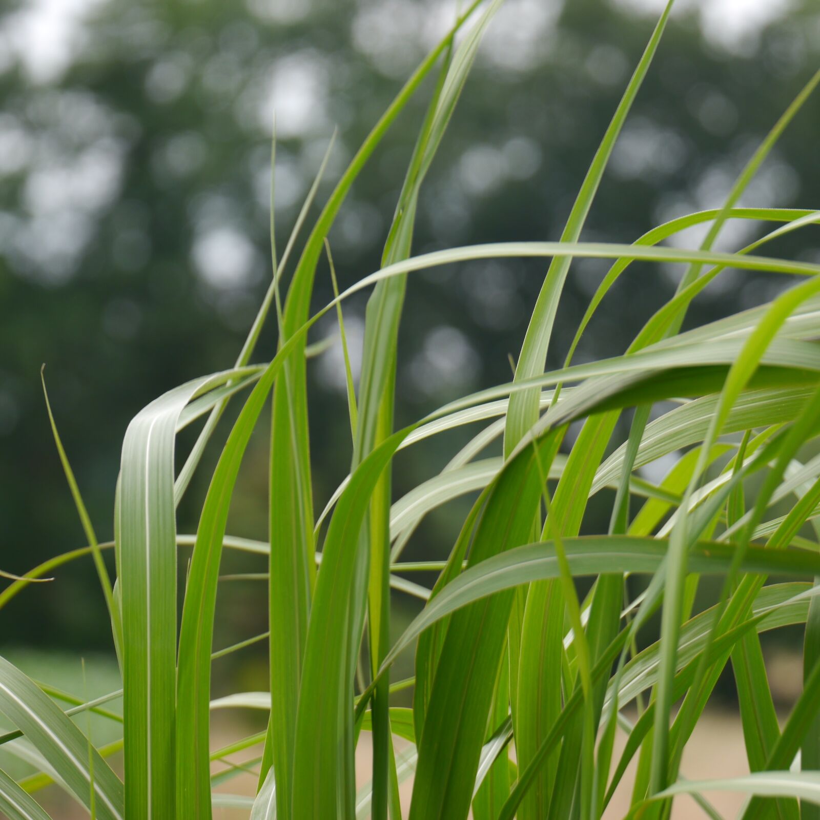 Panasonic Lumix DMC-G5 sample photo. Landscape, grasses, green photography