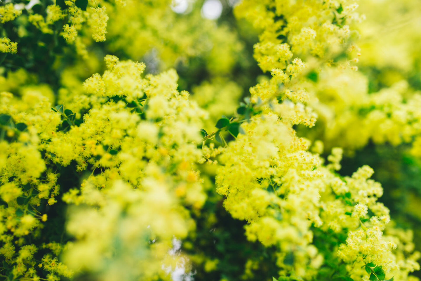 Canon EOS 6D + Sigma 35mm F1.4 DG HSM Art sample photo. Flowers, green, hide, park photography