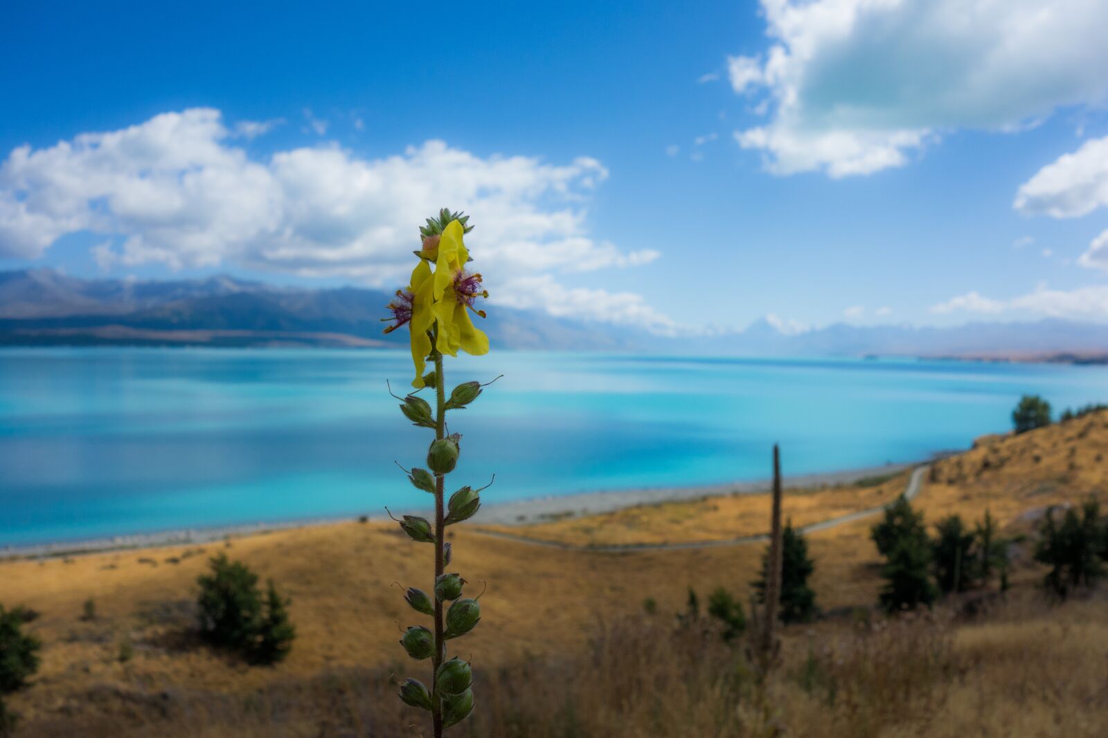 Sony Cyber-shot DSC-RX100 sample photo. Pukaki, new zealand, flower photography