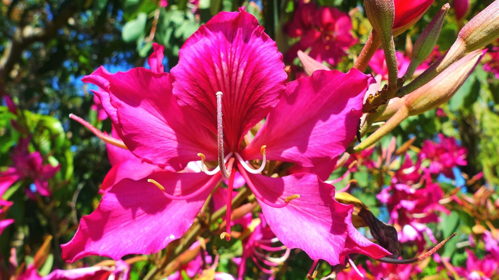 Panasonic Lumix DMC-LX3 sample photo. Flower, petals, pistil photography