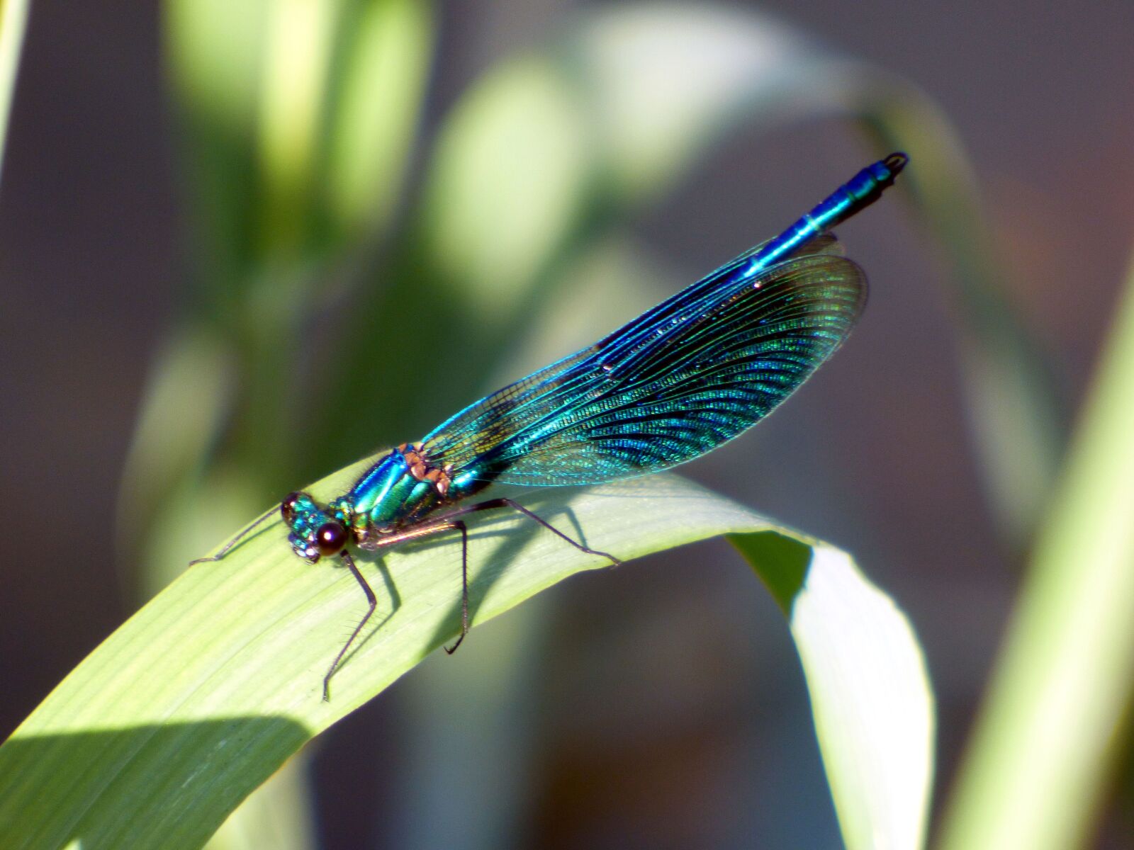 Panasonic DMC-FZ72 sample photo. Demoiselle, dragonfly, insects photography
